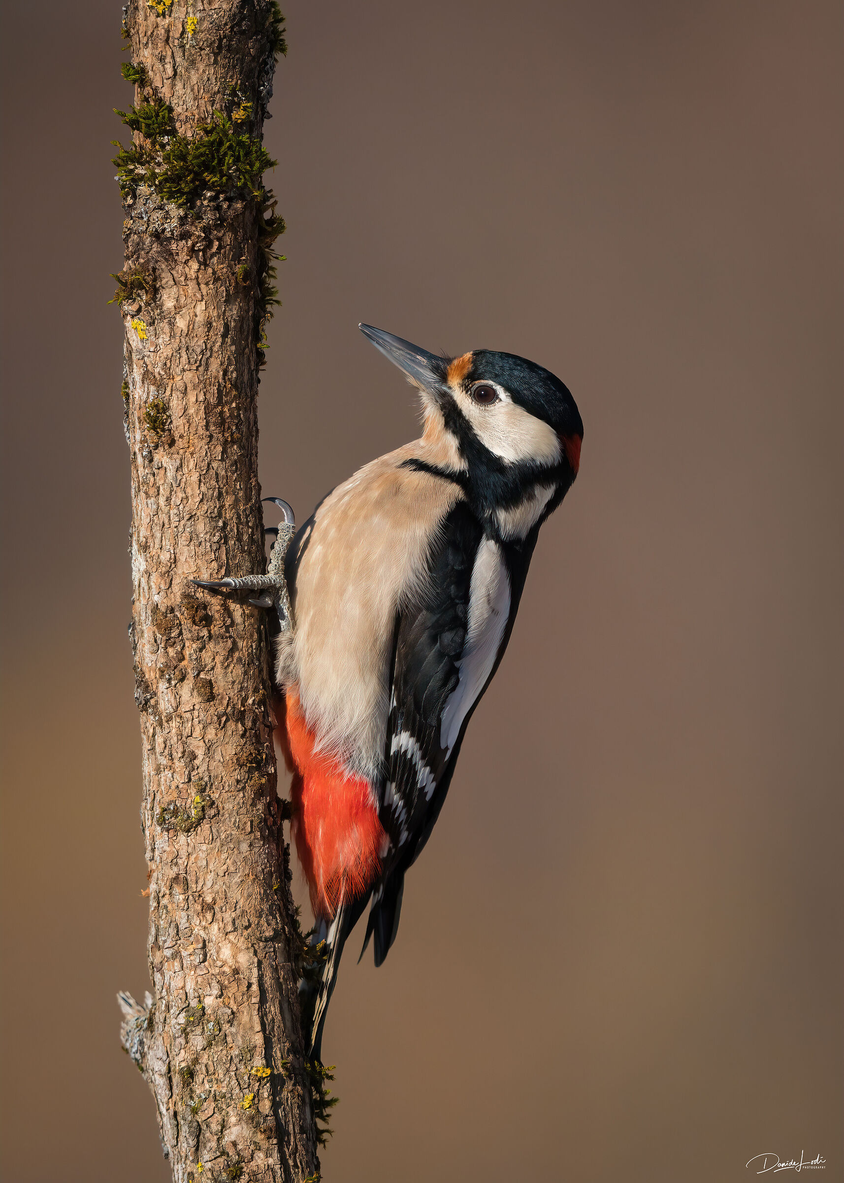 Greater red woodpecker