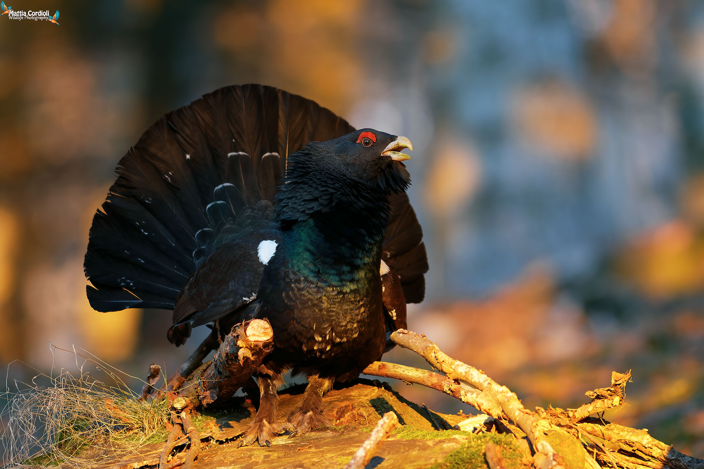 Gallo al tramonto