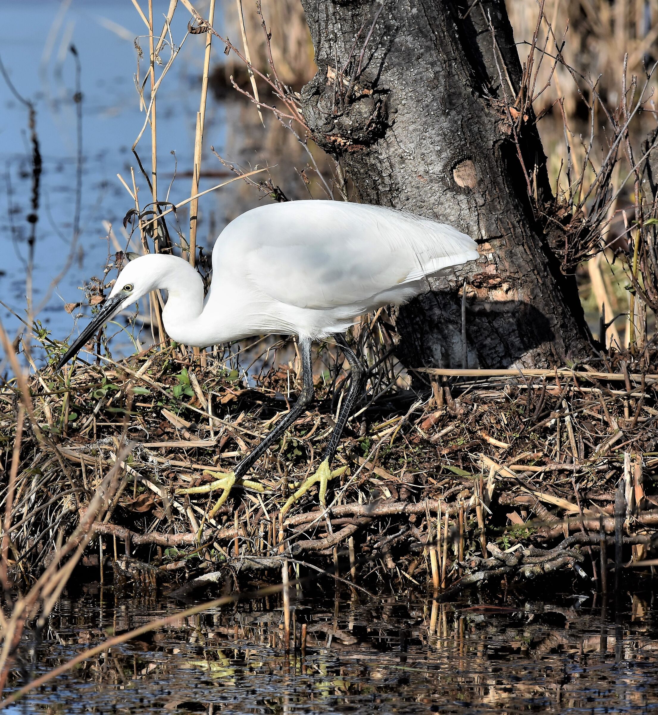 egretta egret oasis observatory LIPU Massaciuccoli