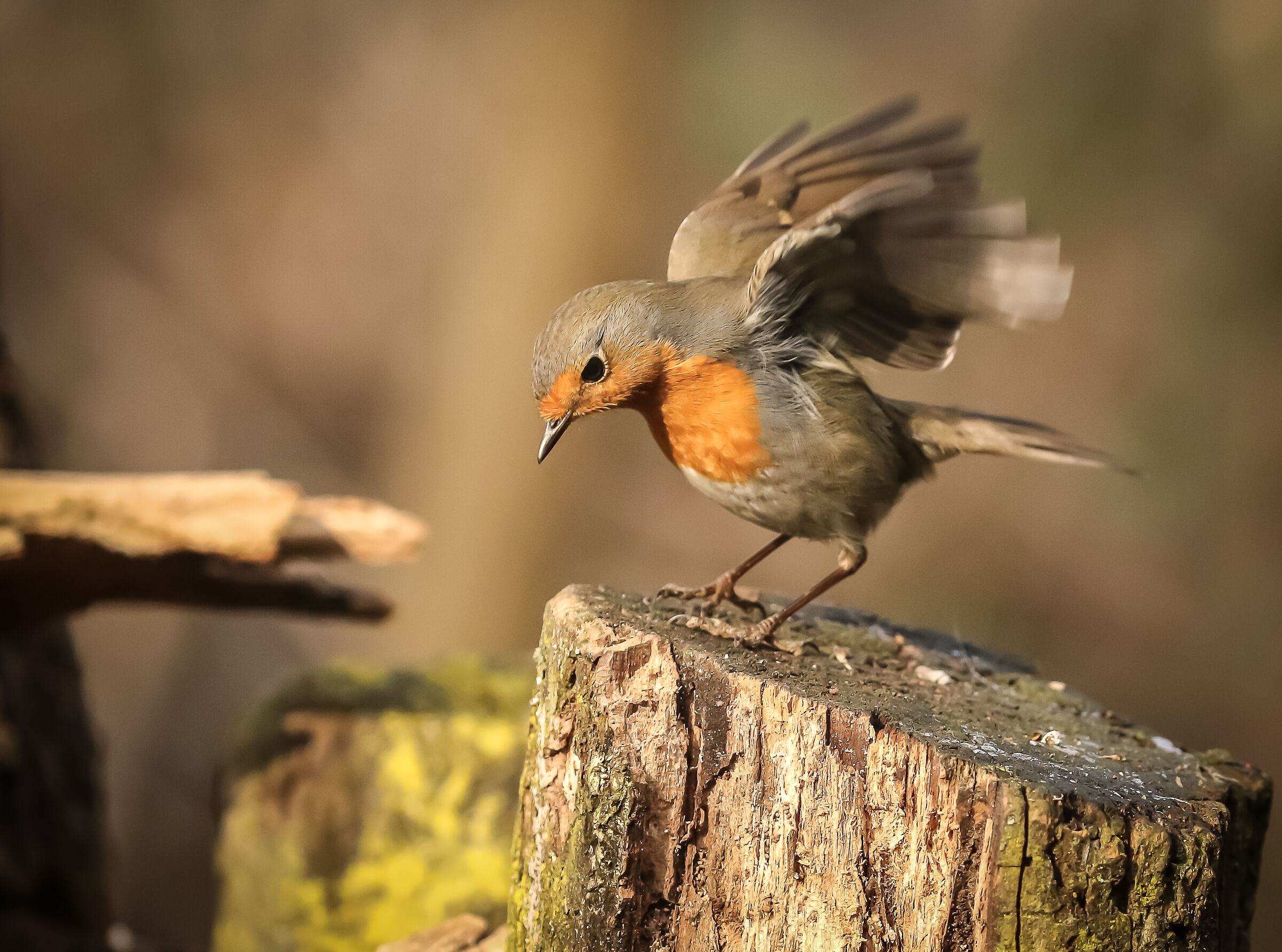 Robin just landed
