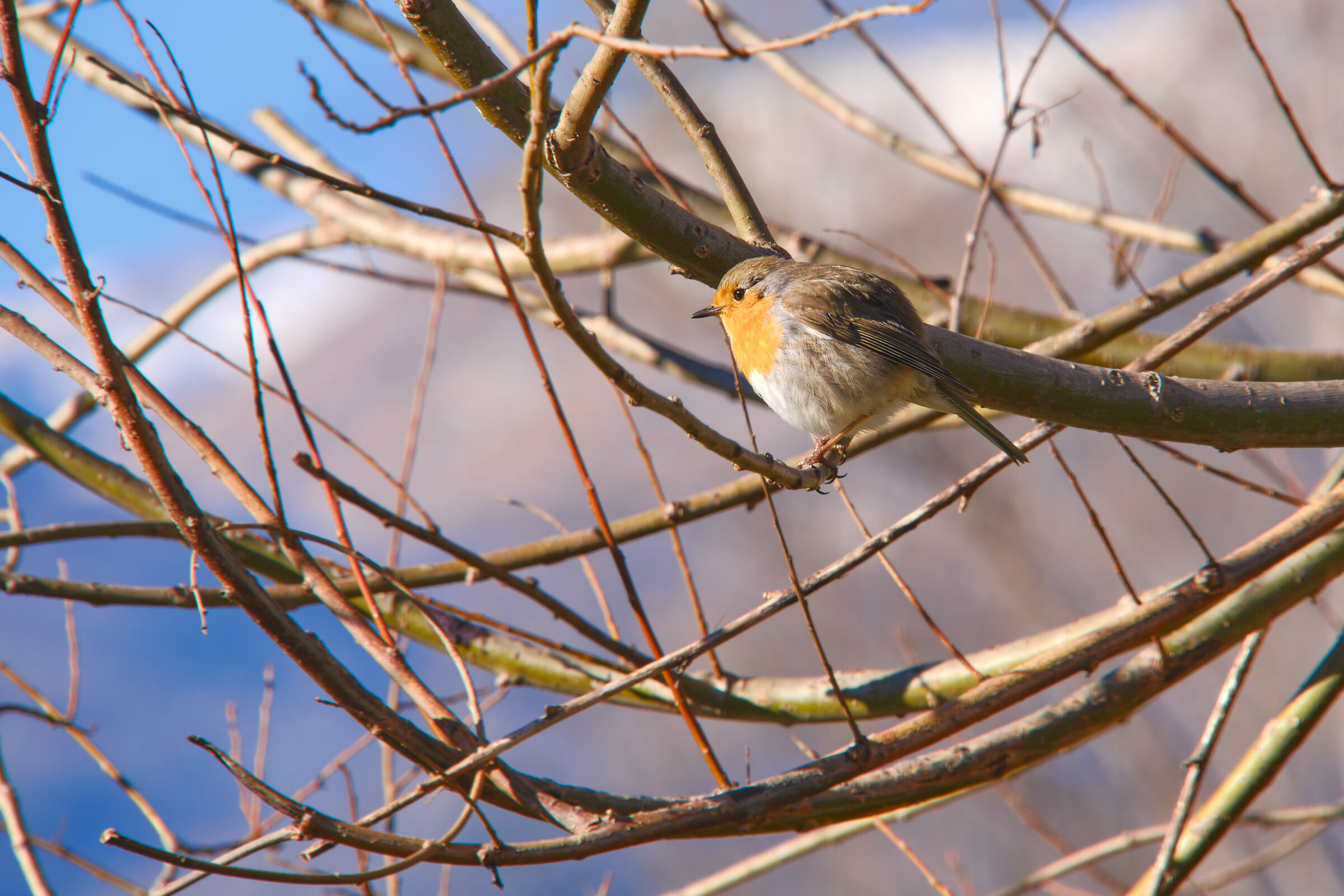 robin