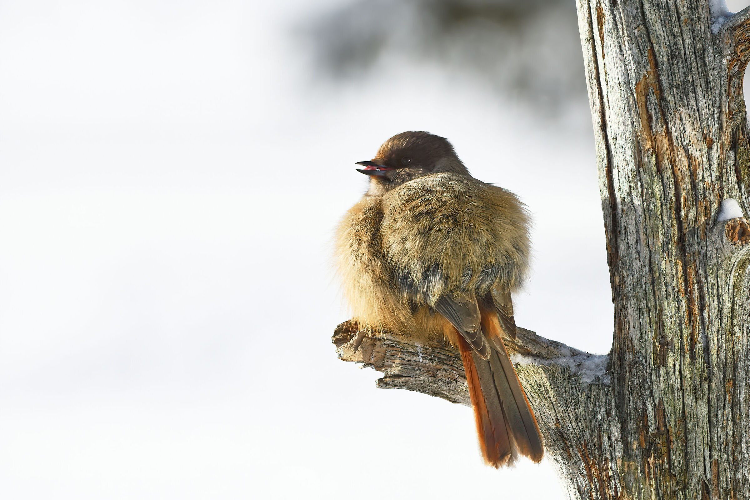 Ghiandaia Siberiane (Kuusamo - Lapponia Finlandese)
