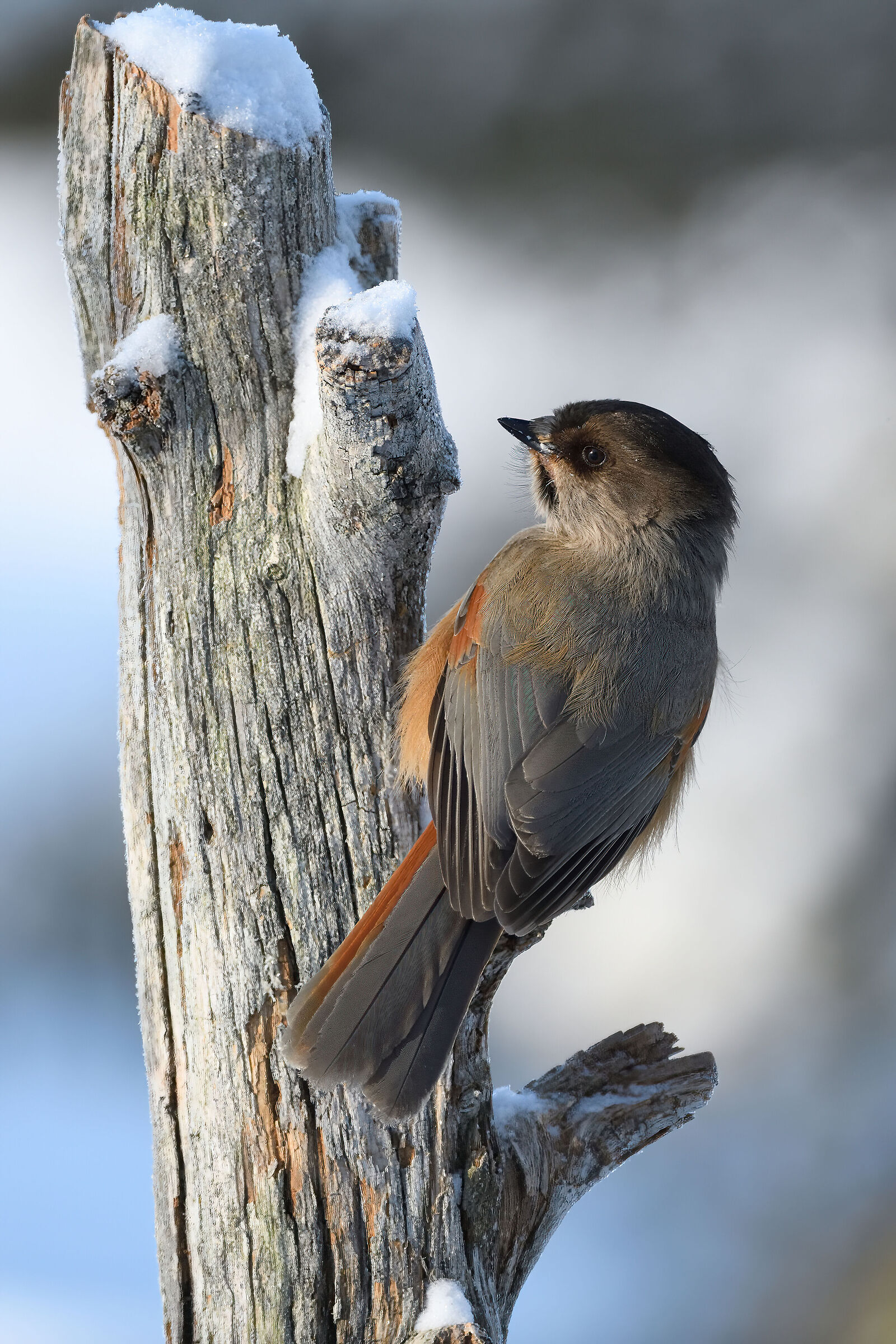 Ghiandaia Siberiane (Kuusamo - Lapponia Finlandese)