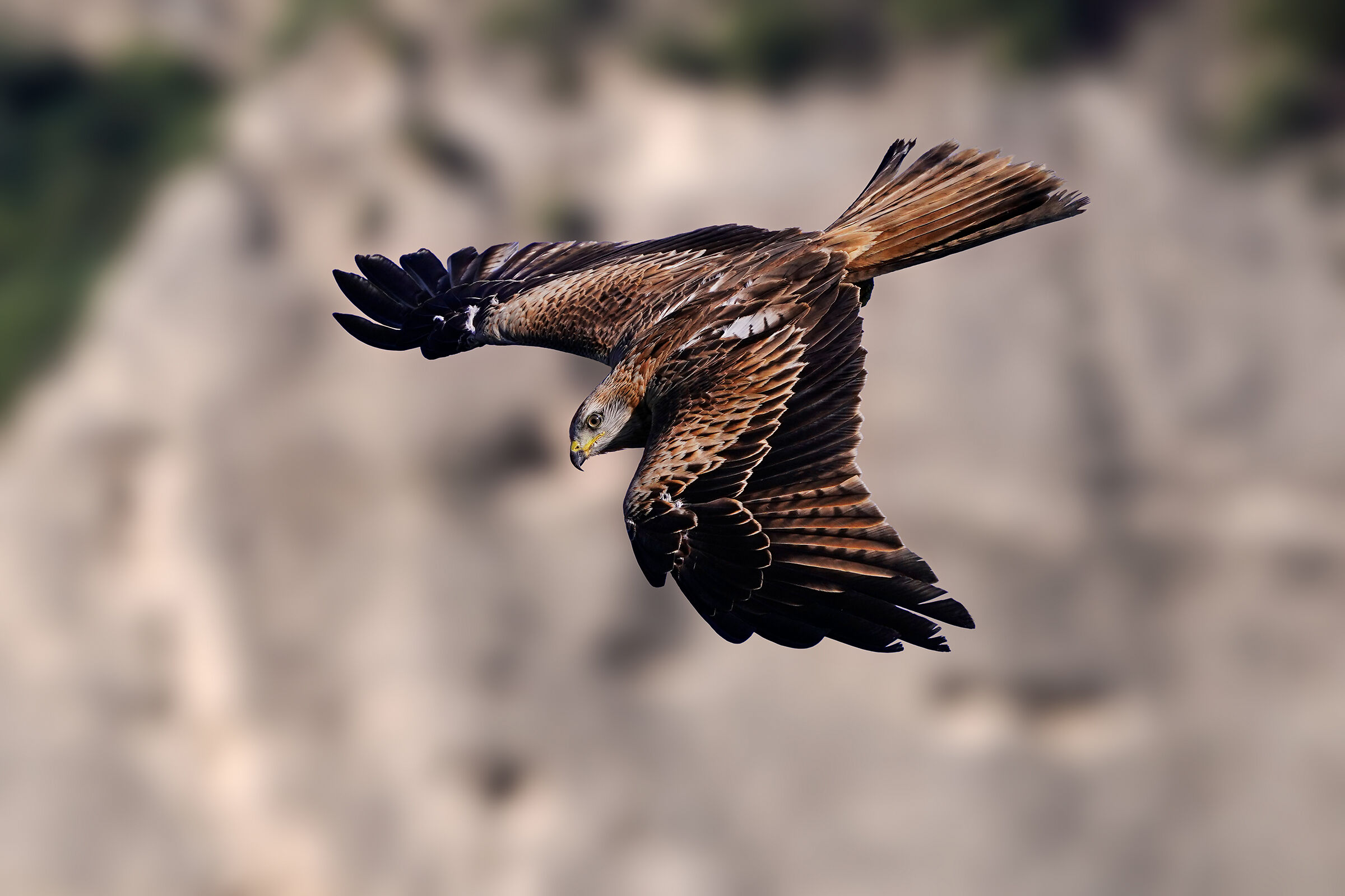 Il mattino ha l'oro in bocca - Nibbio reale