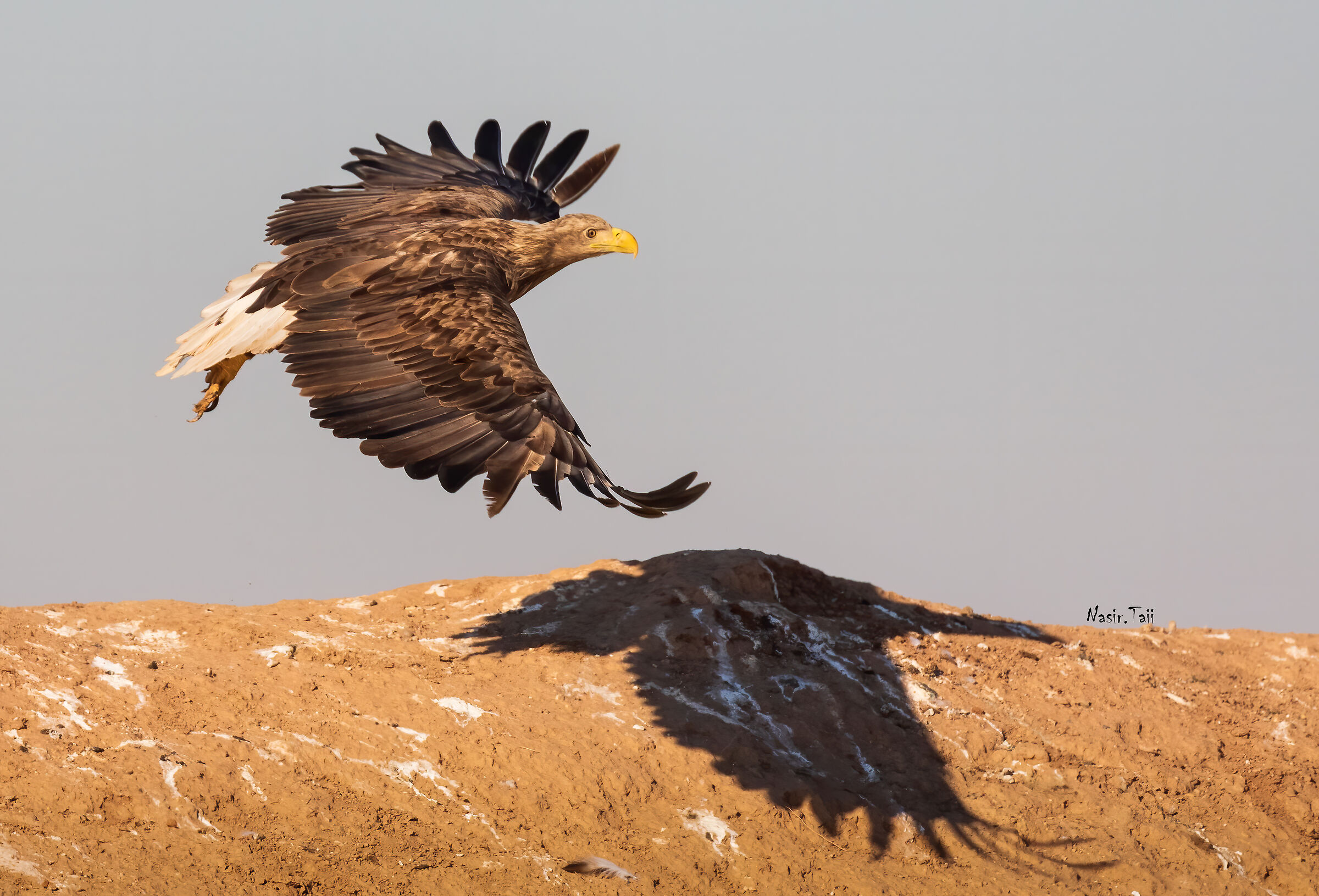 Aquila dalla coda bianca