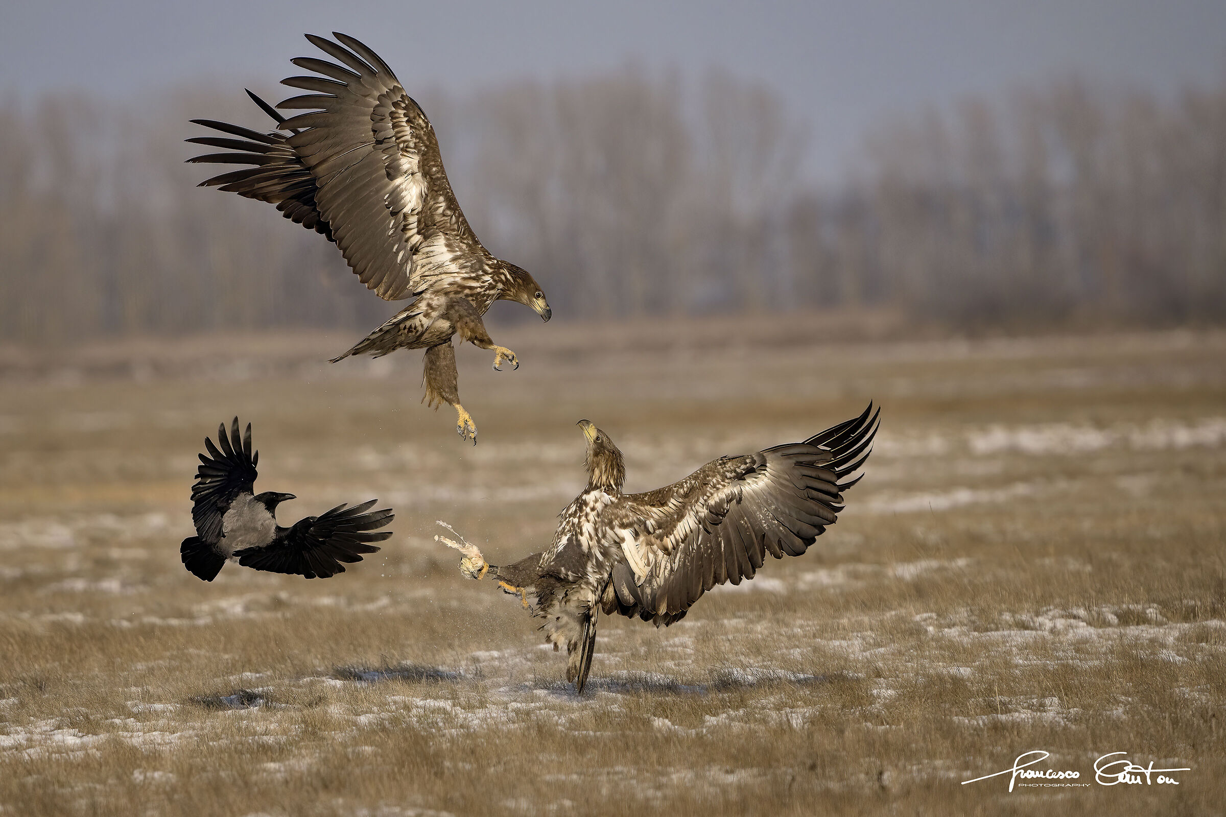 Aquile di mare o coda bianca