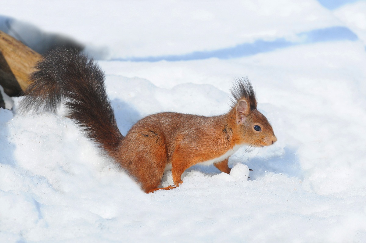 Scoiattolo in freezer