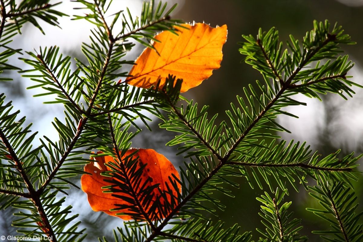 Composizione autunnale