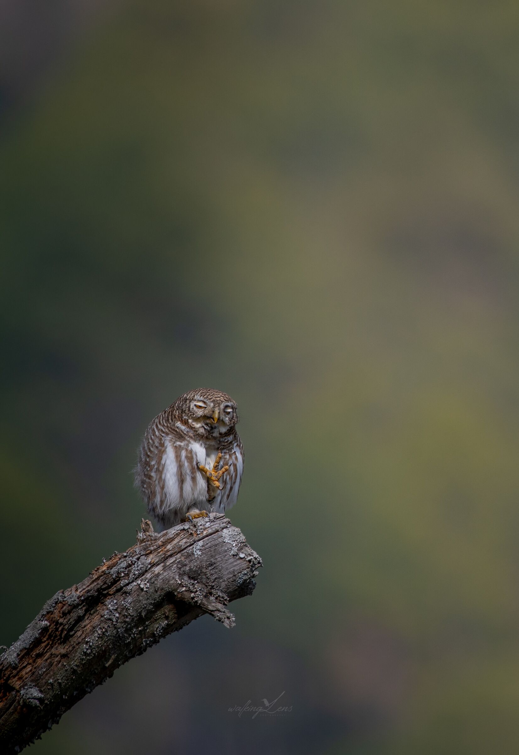 Gufo barrato asiatico