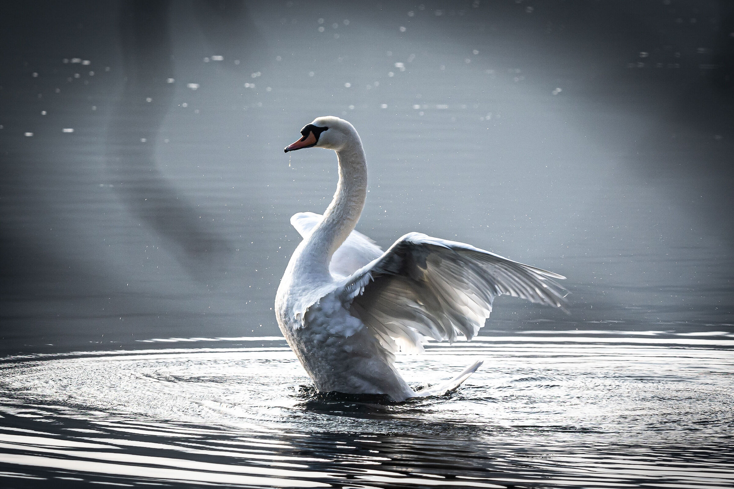 Swan