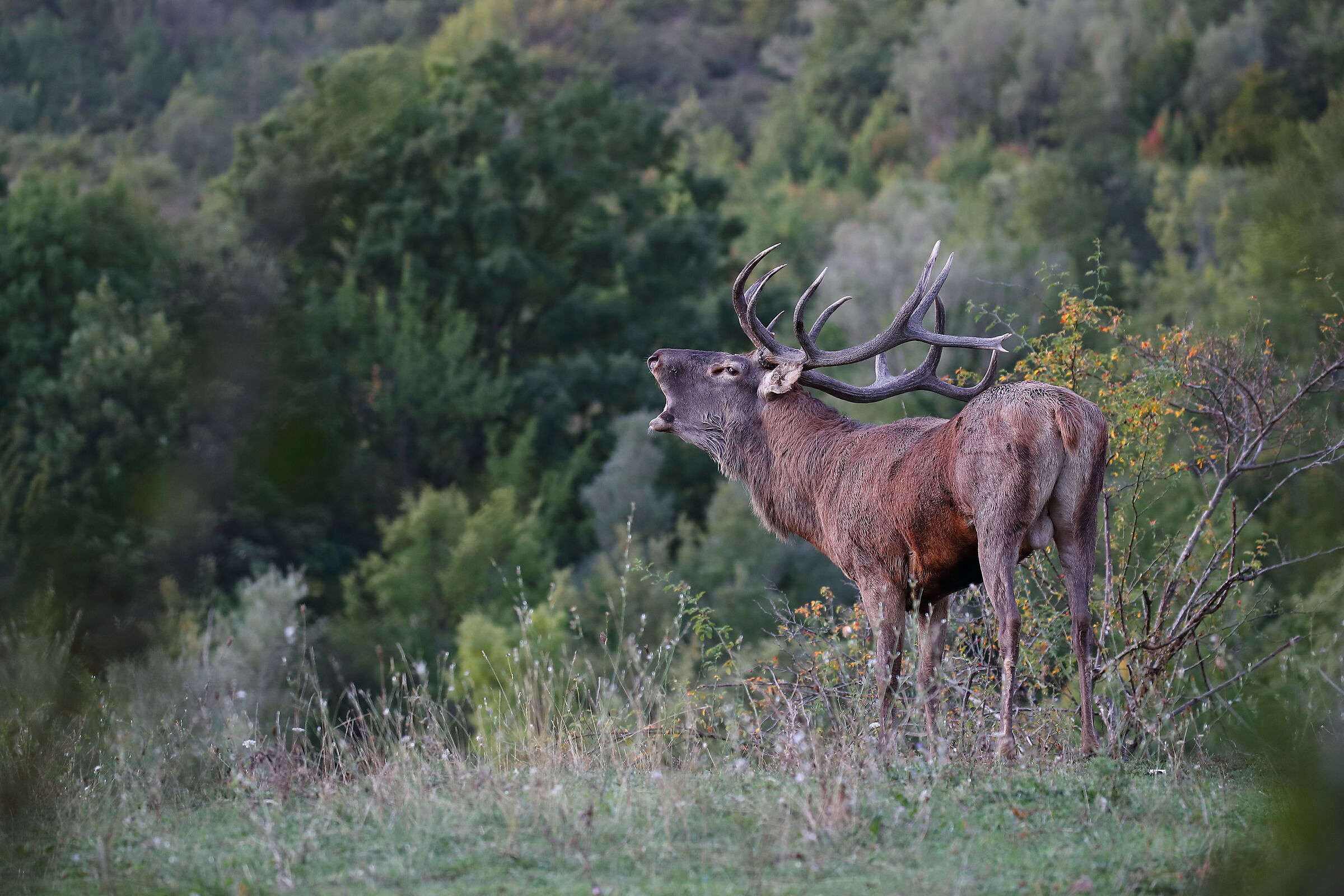 Deer