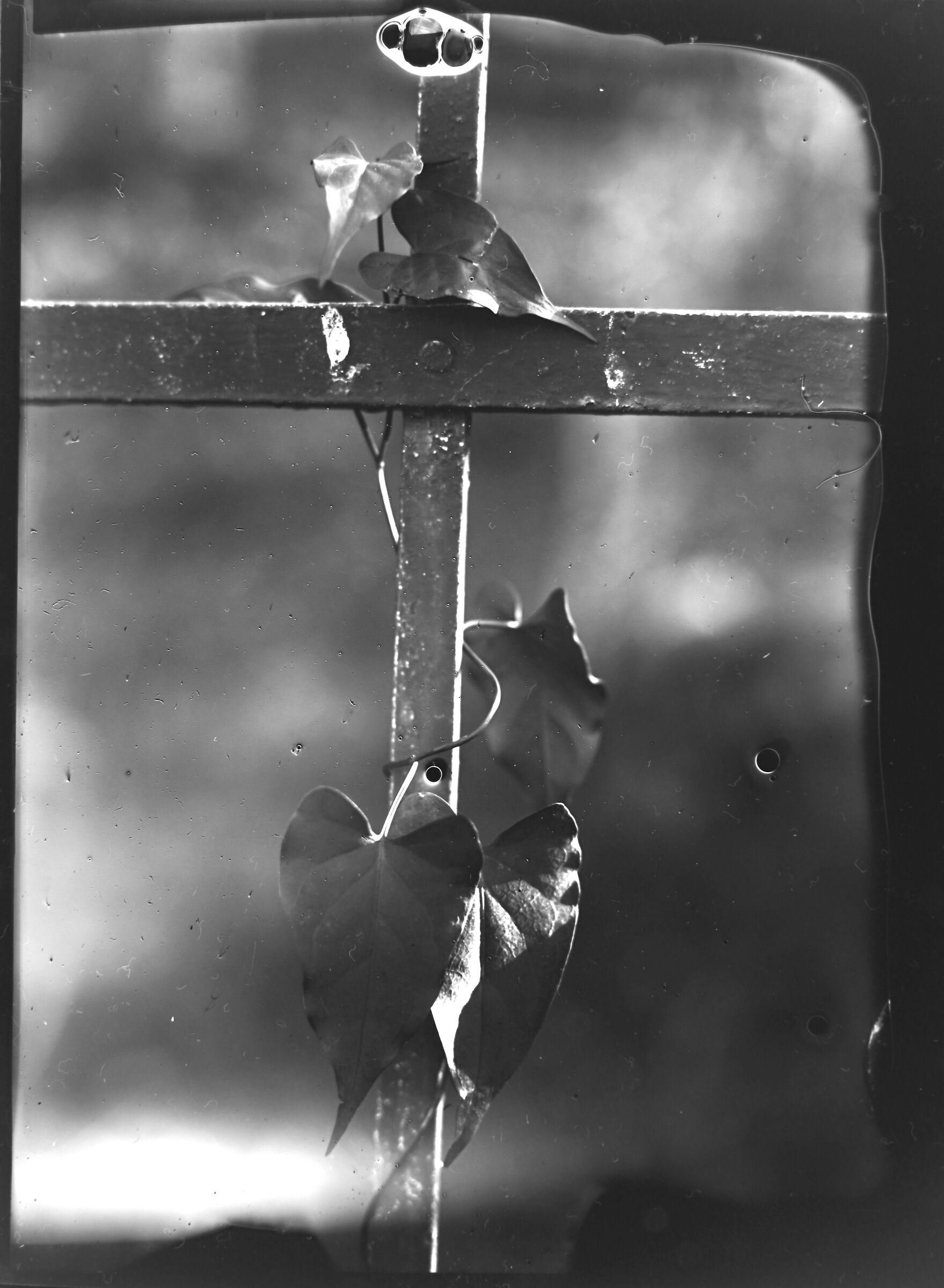 ICA Nelson 1915 and liquid emulsion on acetate