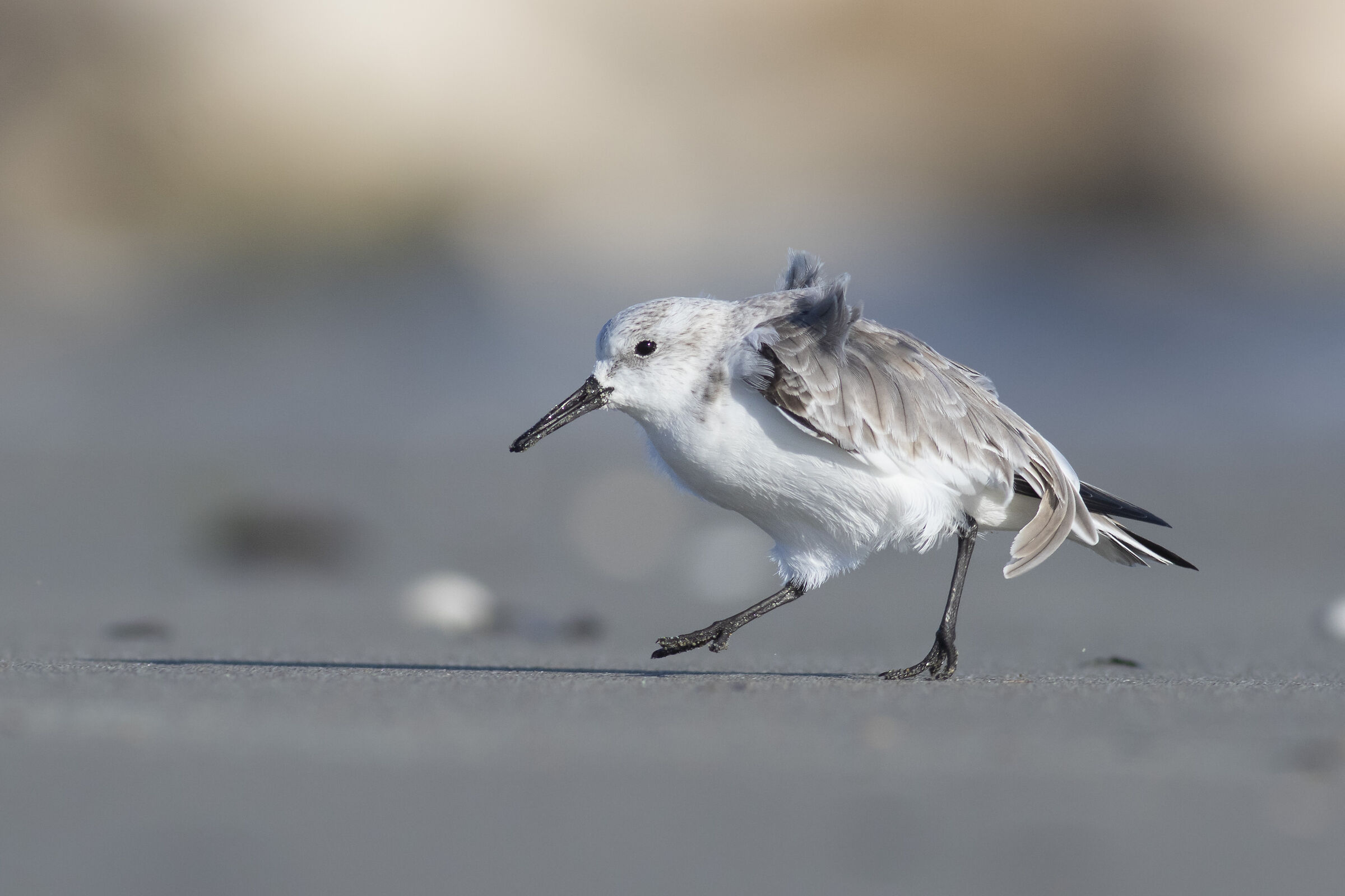 Piovanello tridattilo sferzato dal vento