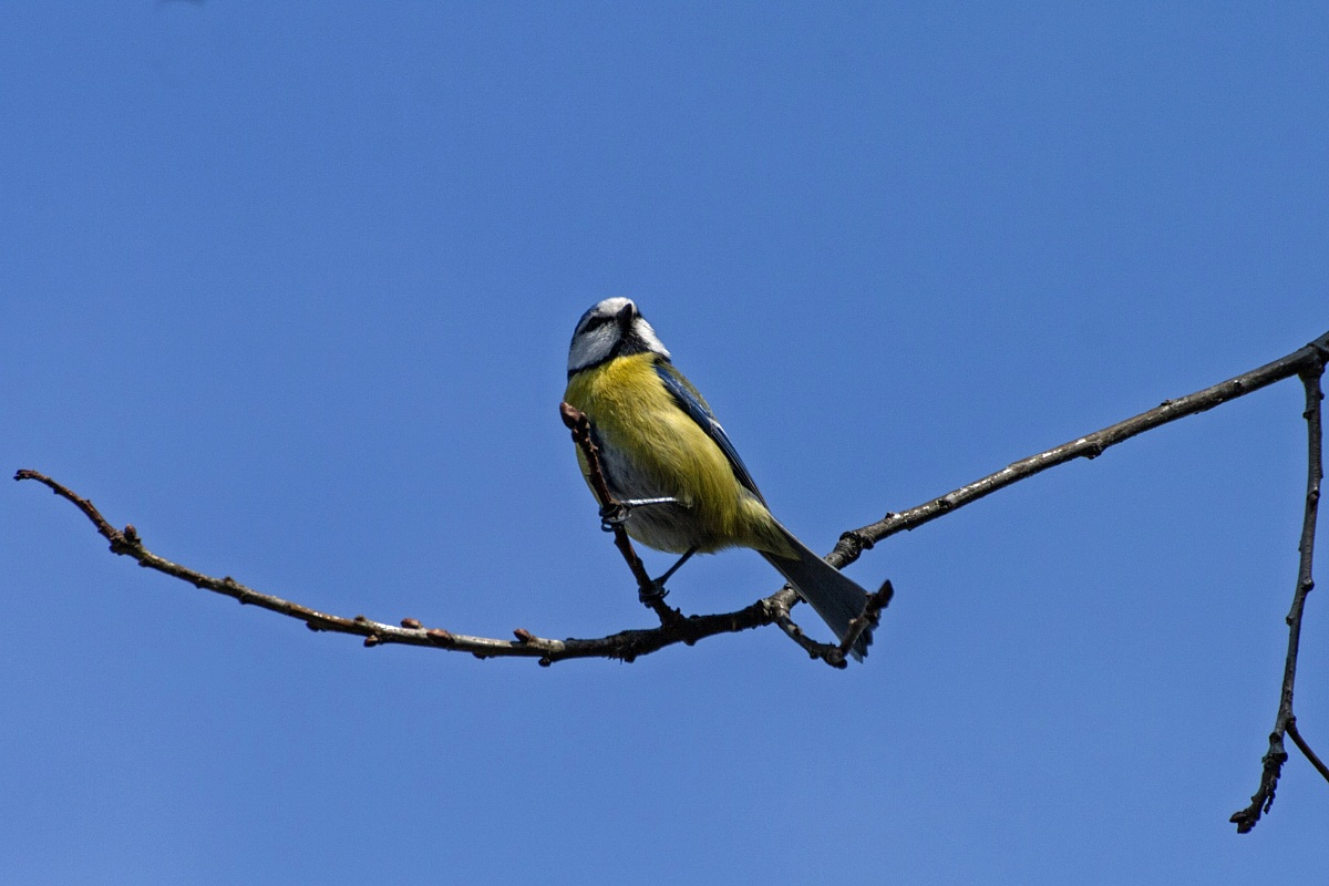 Cyanistes caeruleus (cinciarella)