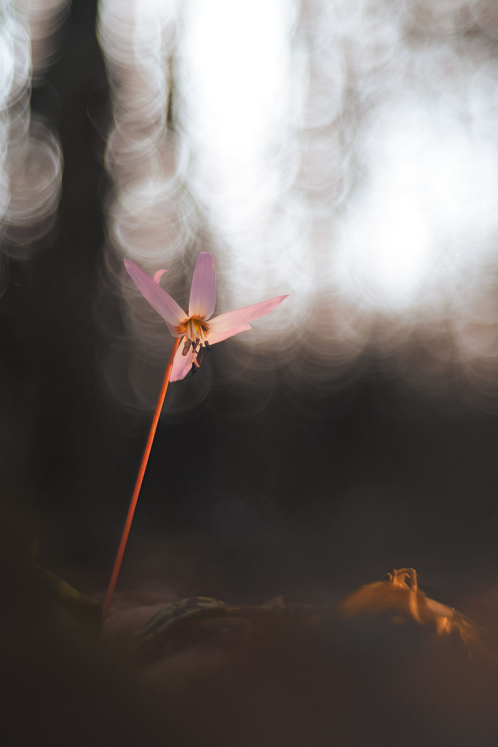 Erythronium dens-canis