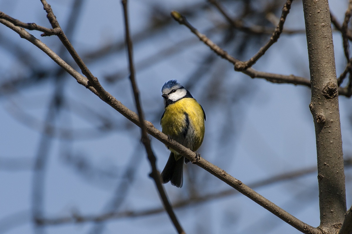 Cyanistes caeruleus (cinciarella)