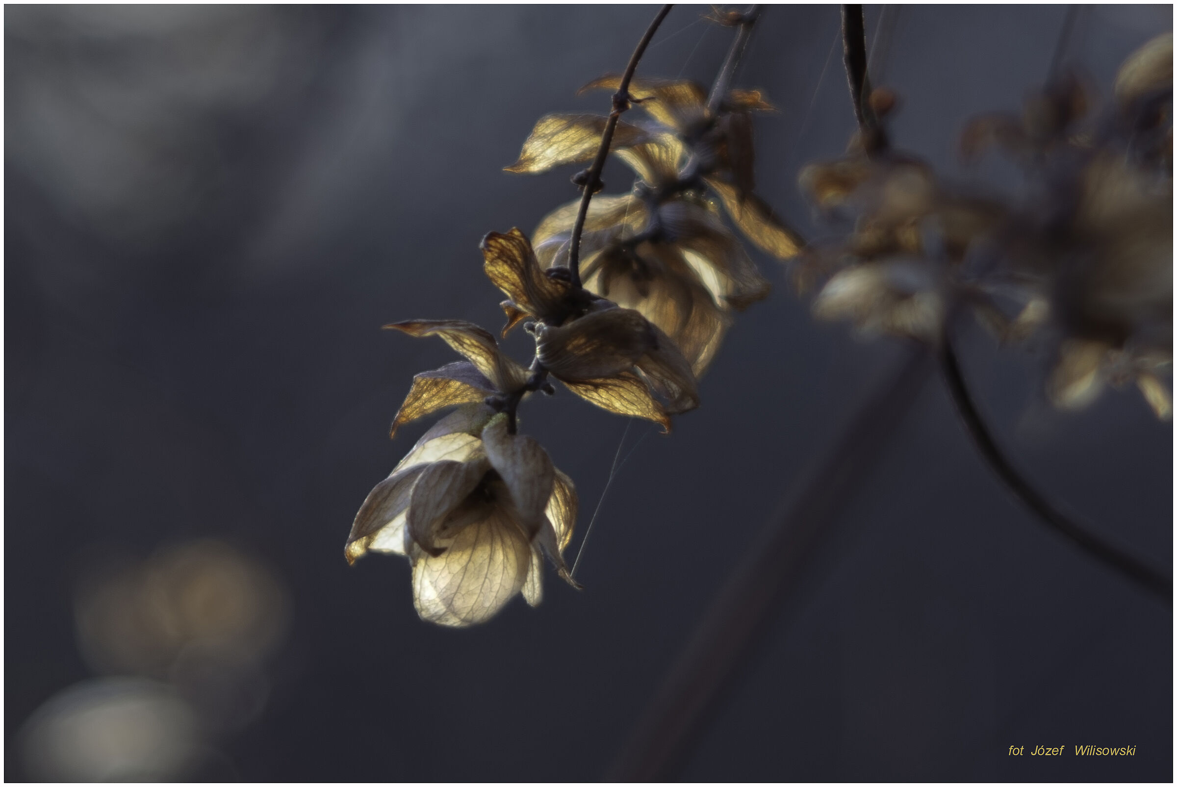 Modified Diaplan 80/2,8