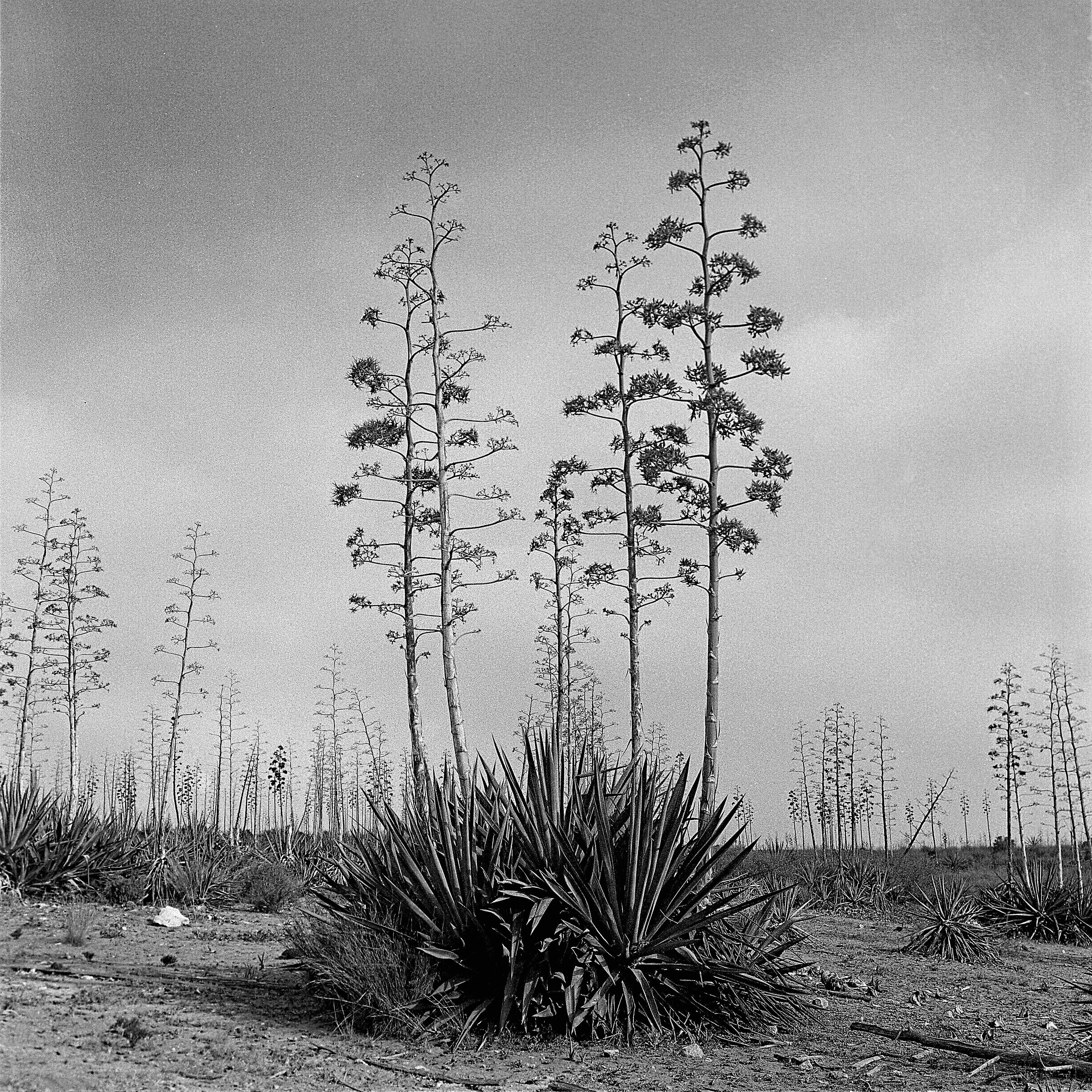 Parque national de Cabo de Gata, agosto 2007