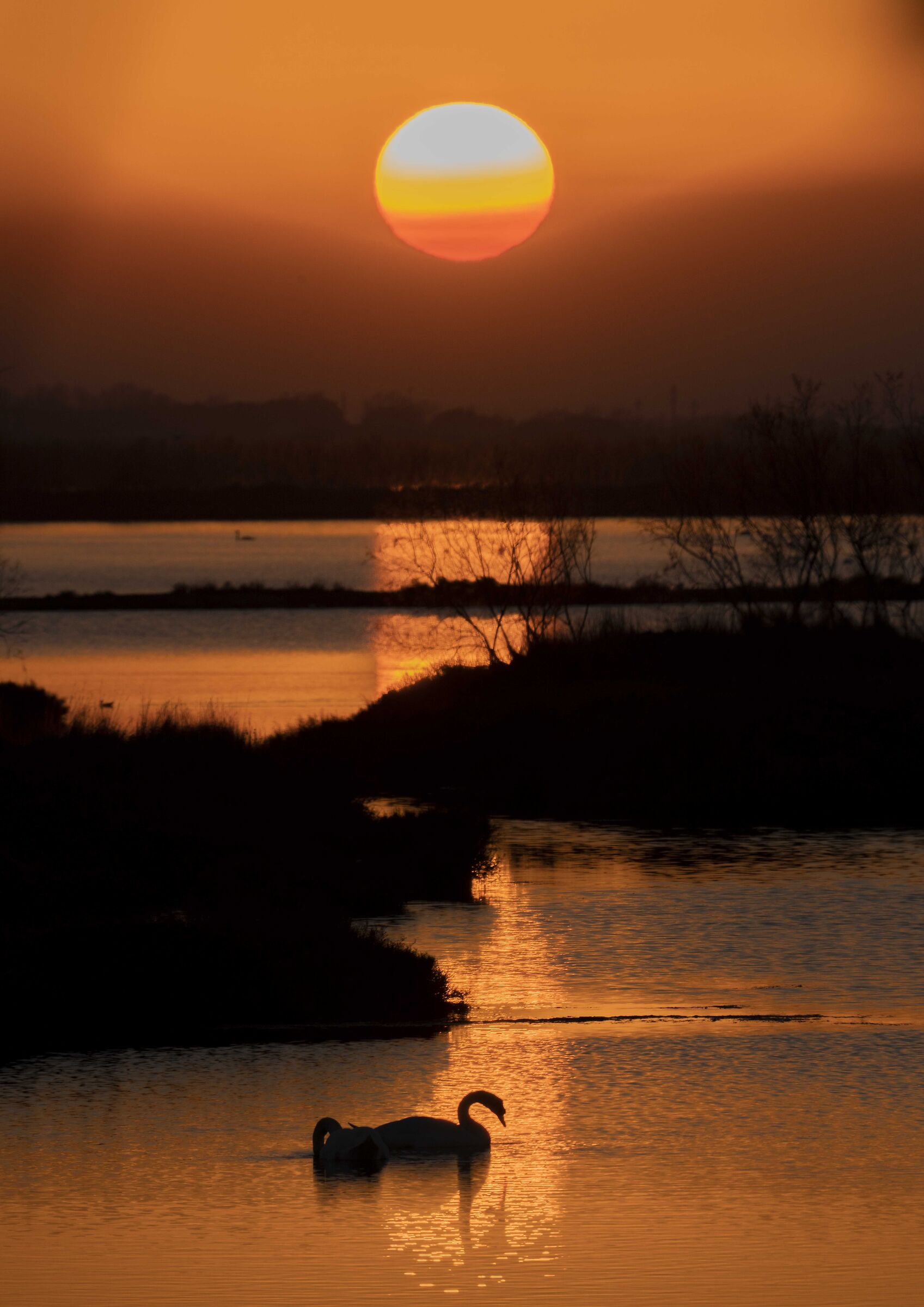 Swans at sunset