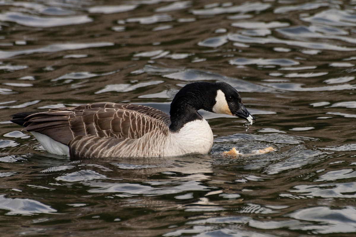 Branta canadensis (oca del Canada)