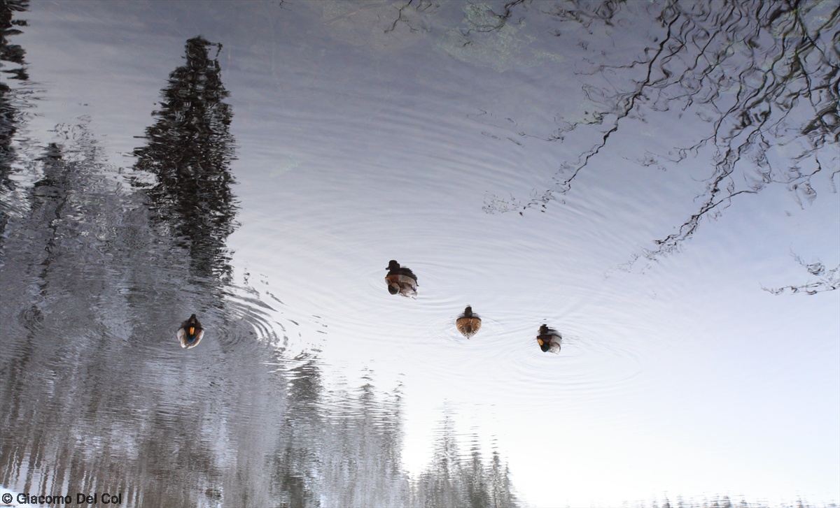 Landscape mirror (Lower Lake in Fusine)