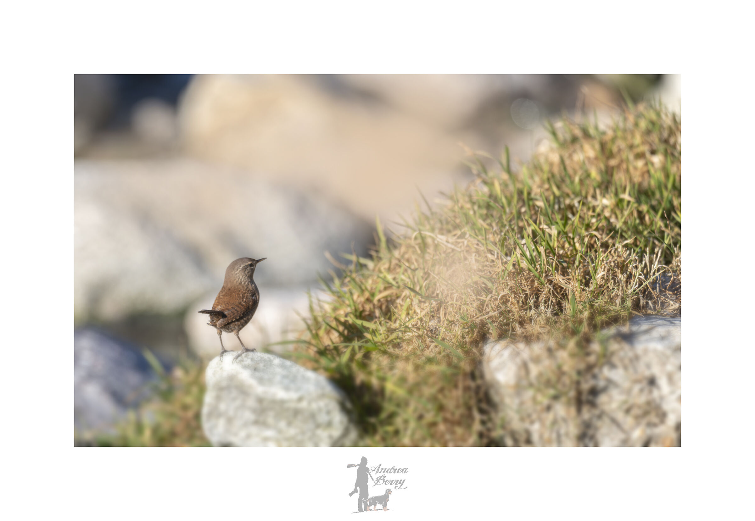 Wren, 9 grams of woodcock!