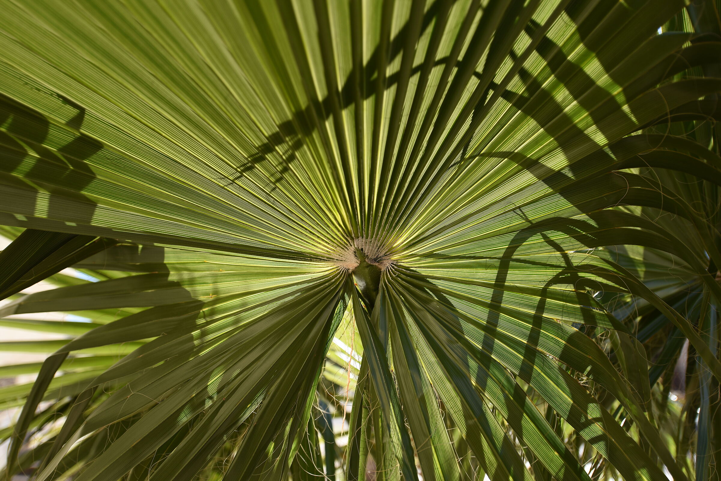 Nikon 750- 28, 1.4 E