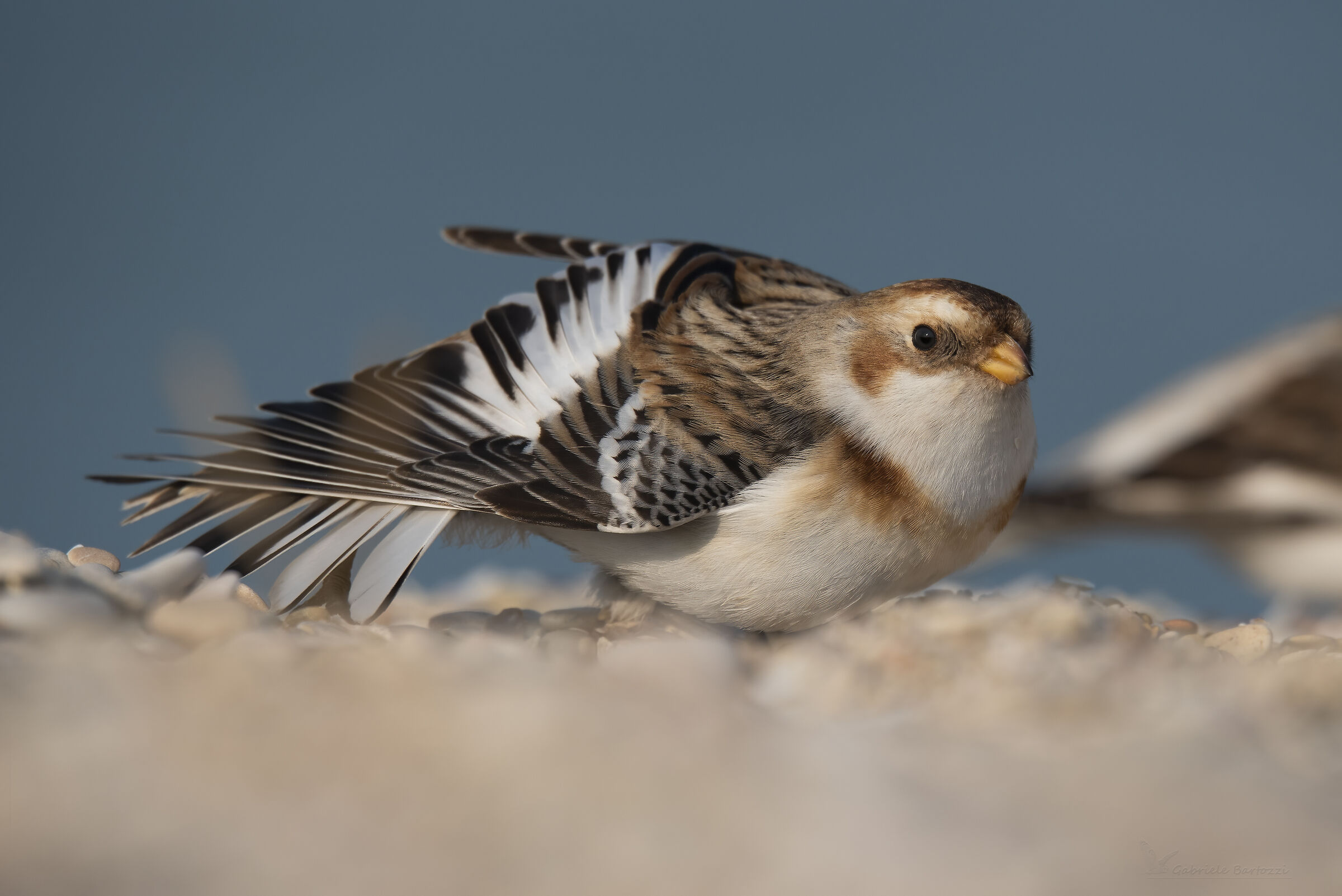 ... an iron on the wings ... snow bunting