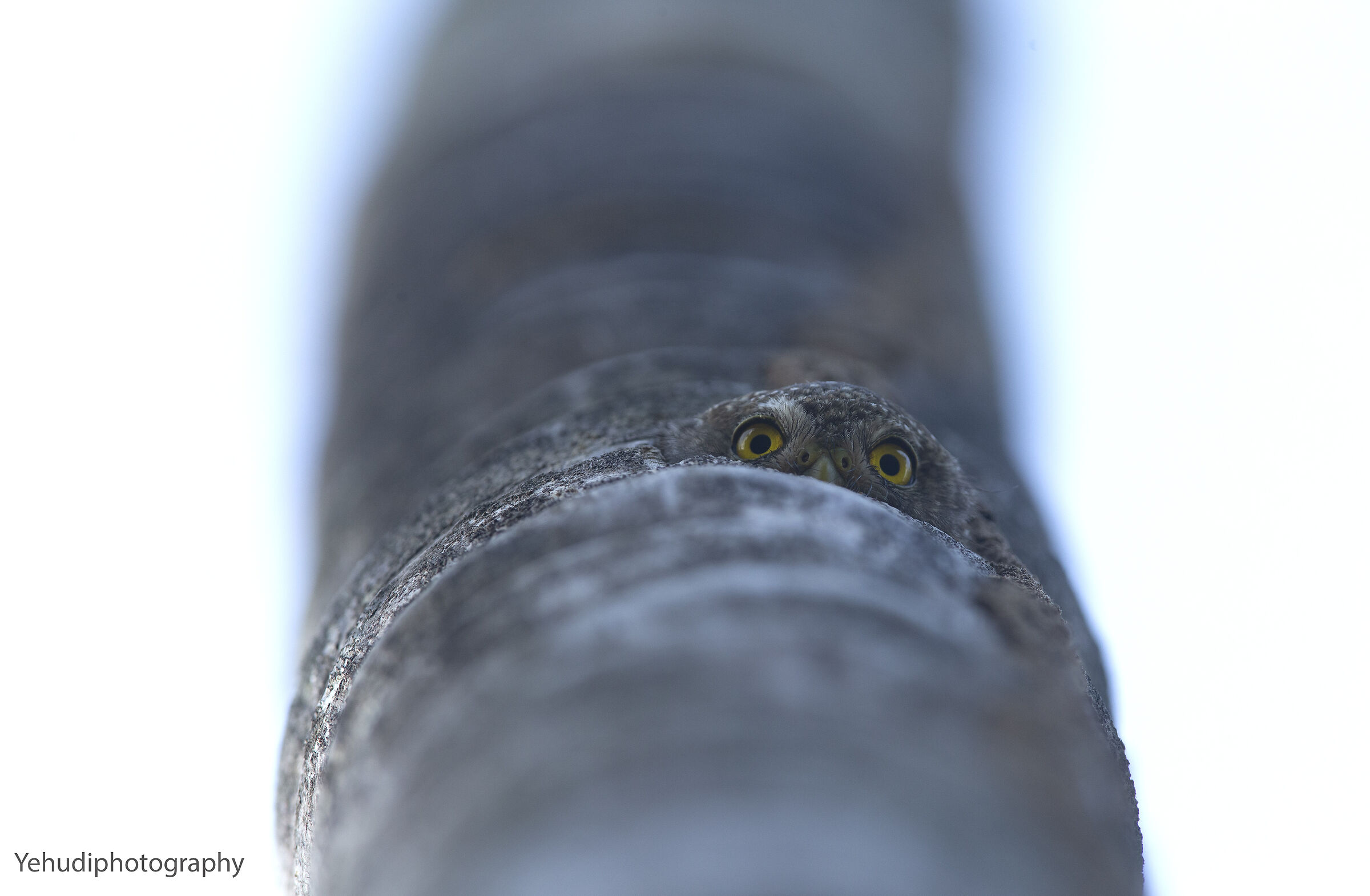 Central american pigmy owl