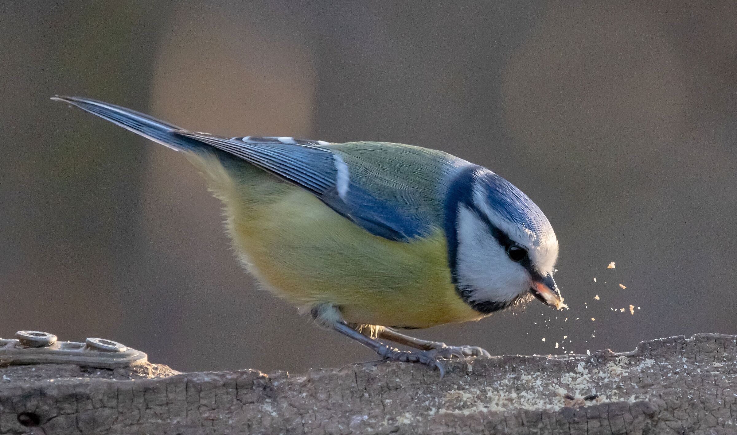 on the manger Oasi Lipu 19/01/2022