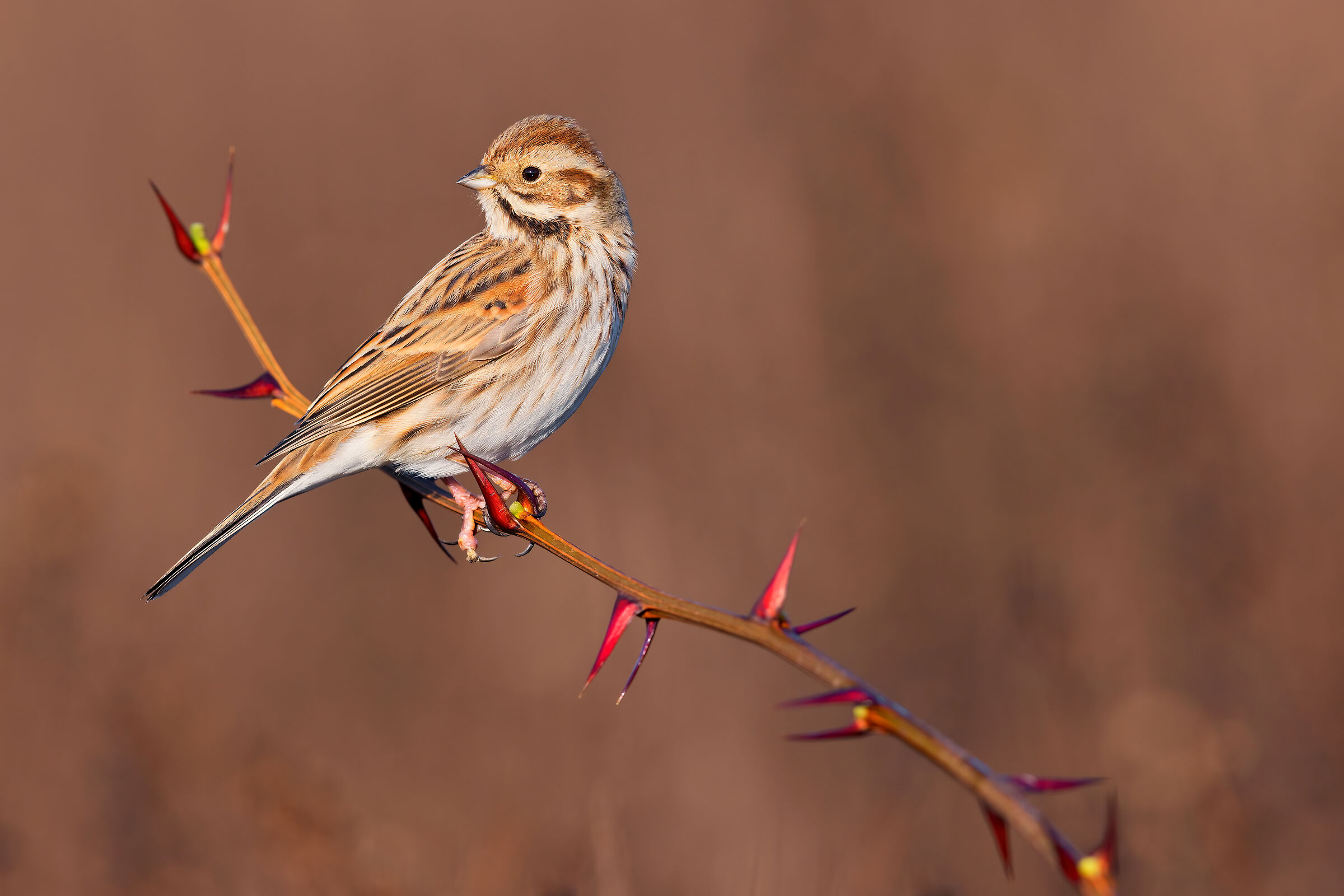 Migliarino di Palude