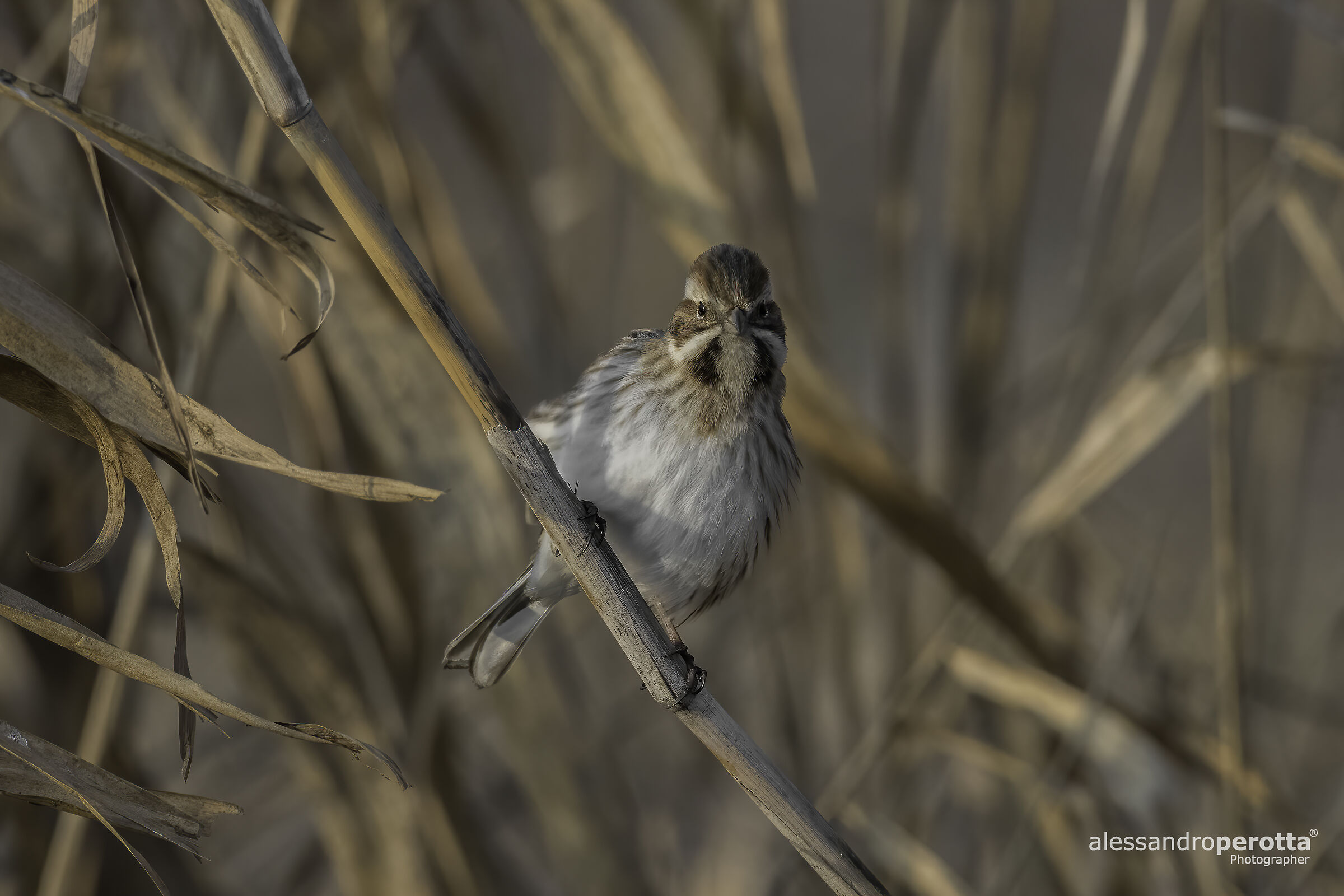 Emberiza schoeniclus (F)