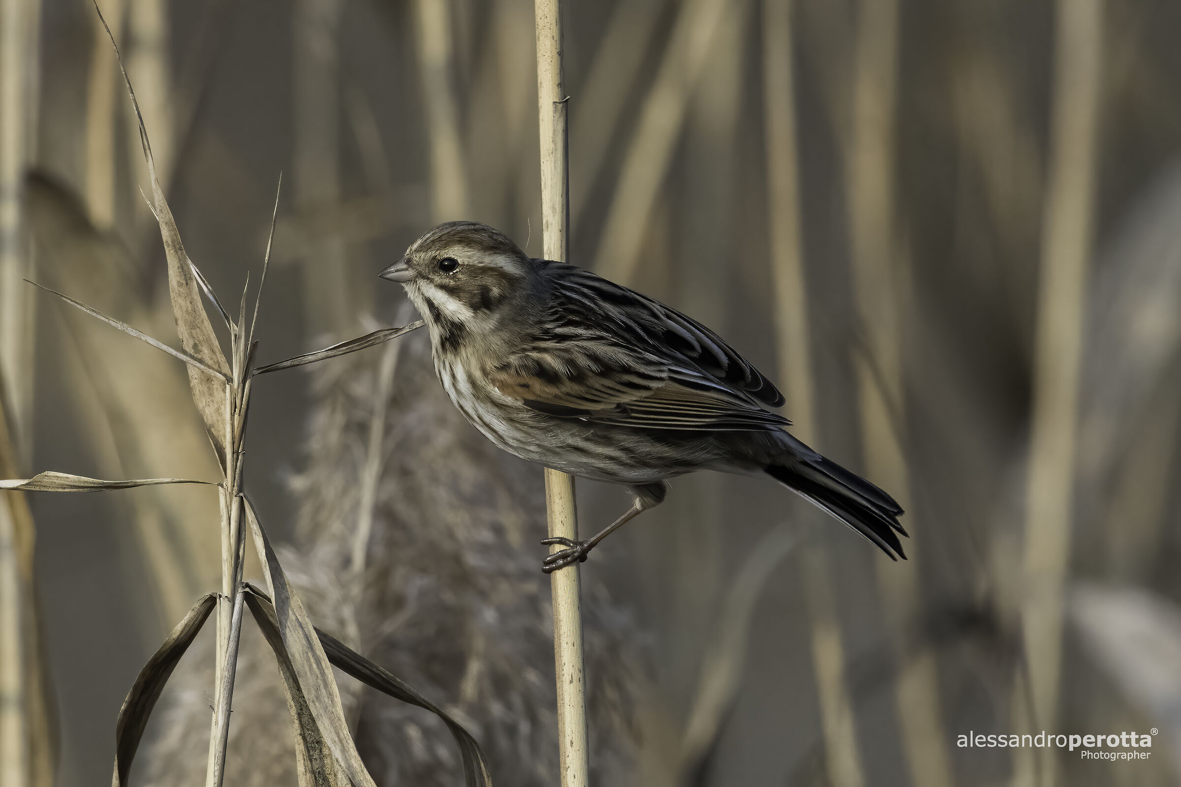 Emberiza schoeniclus (F)