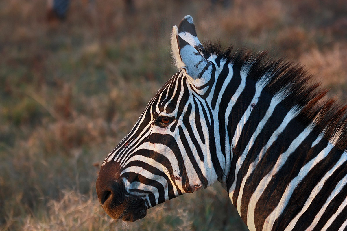 Zebra