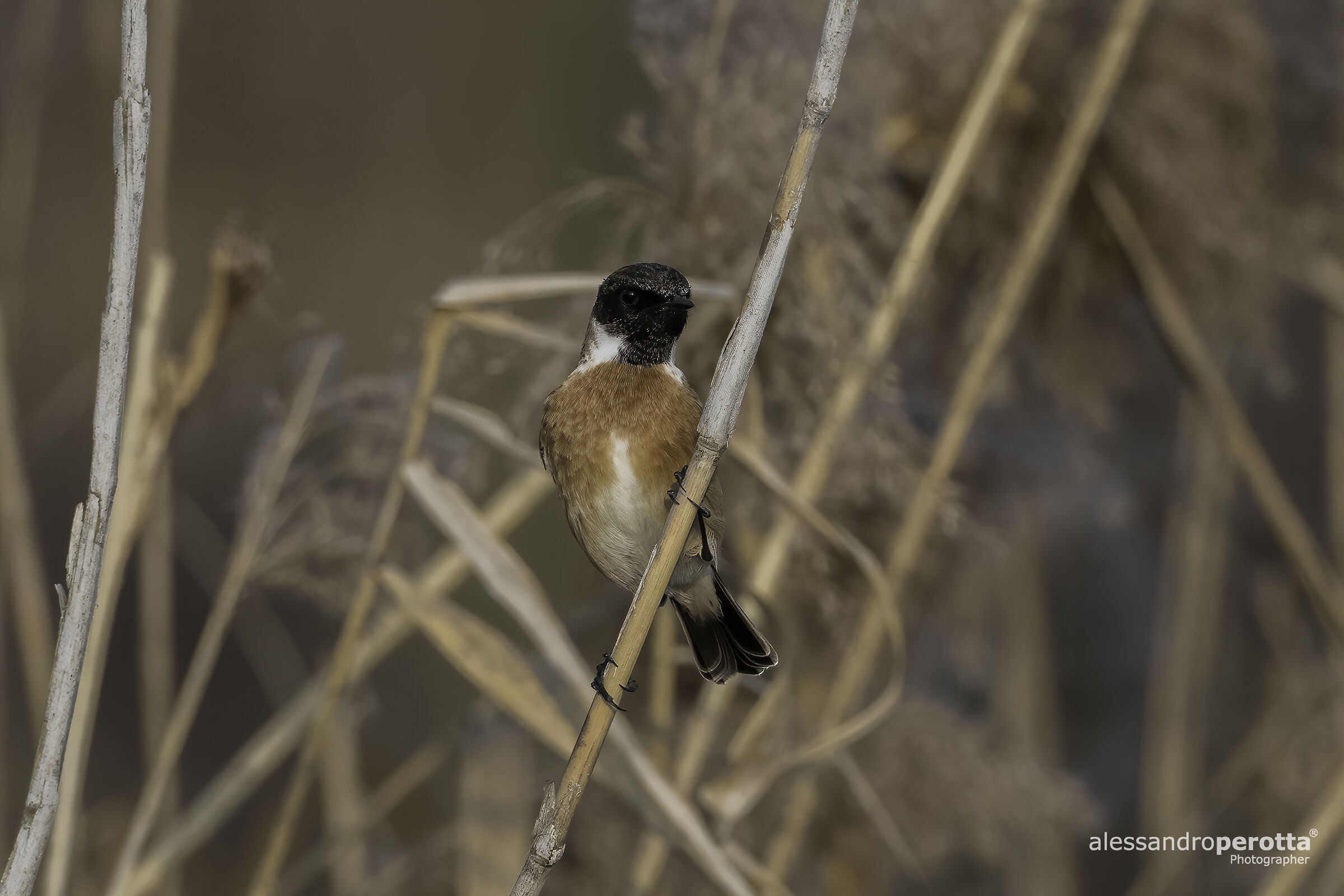 Saxicola torquatus (M)