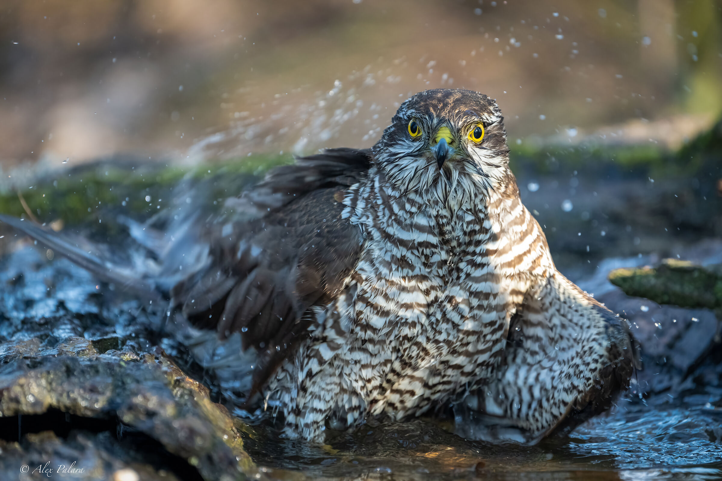 The sparrowhawk