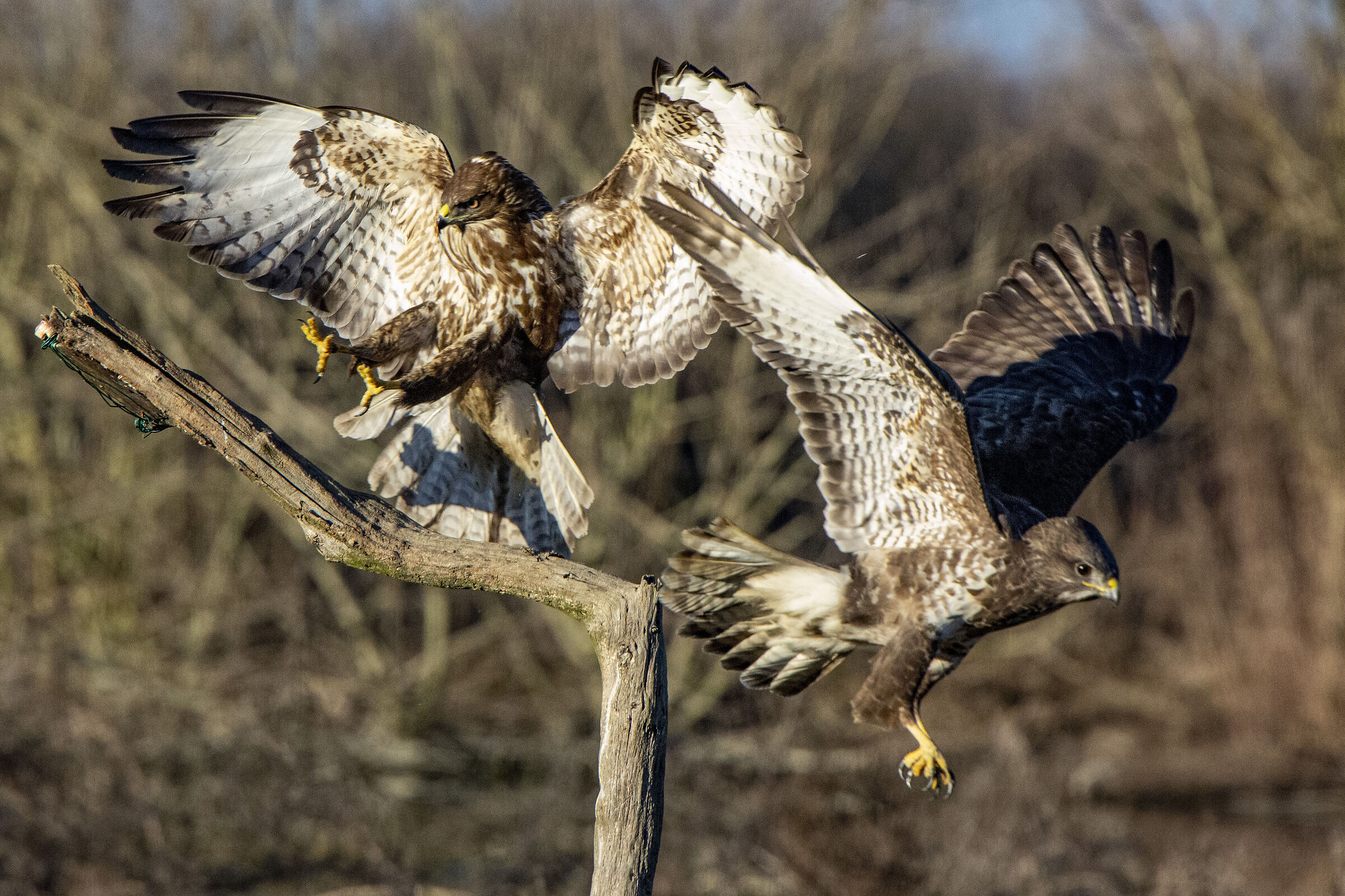 Buzzards