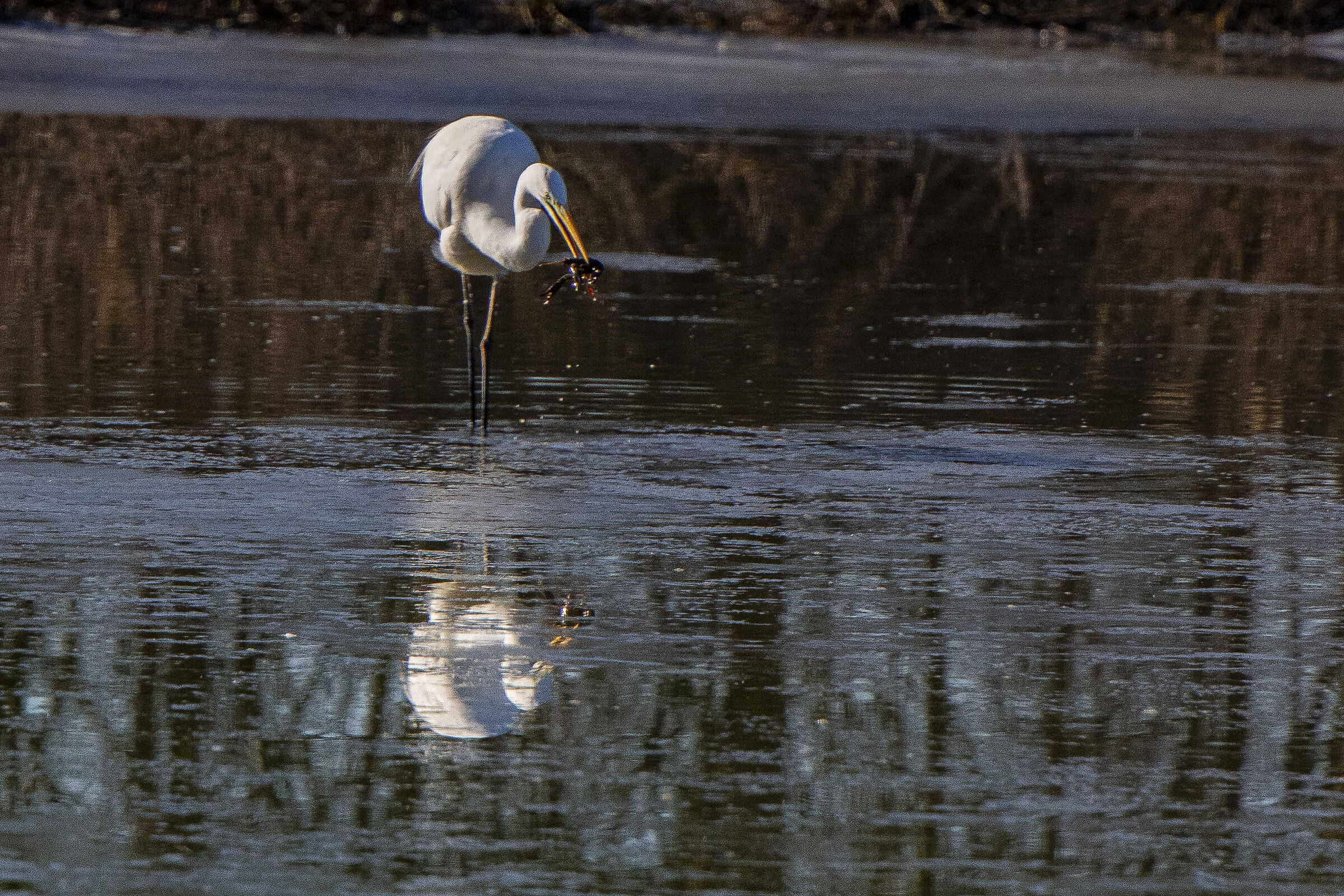 Heron with prey