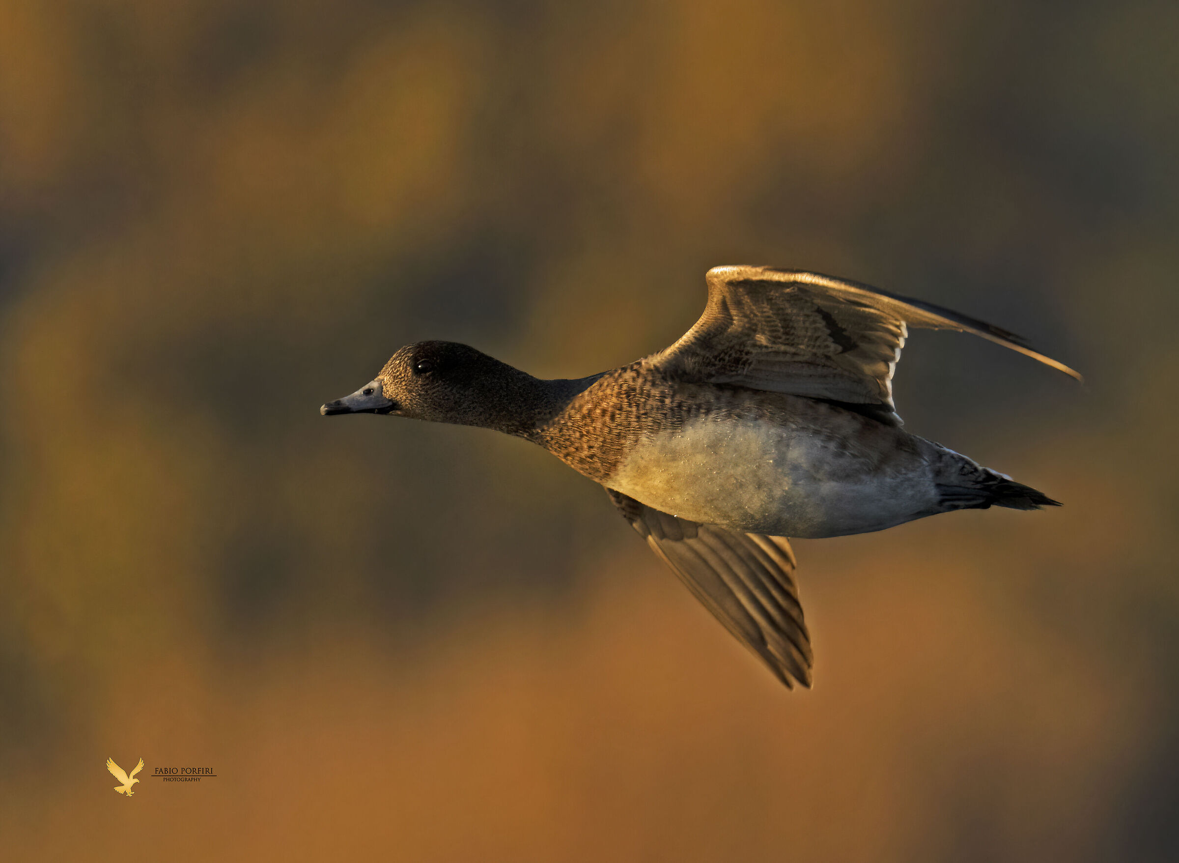 whistle at sunset