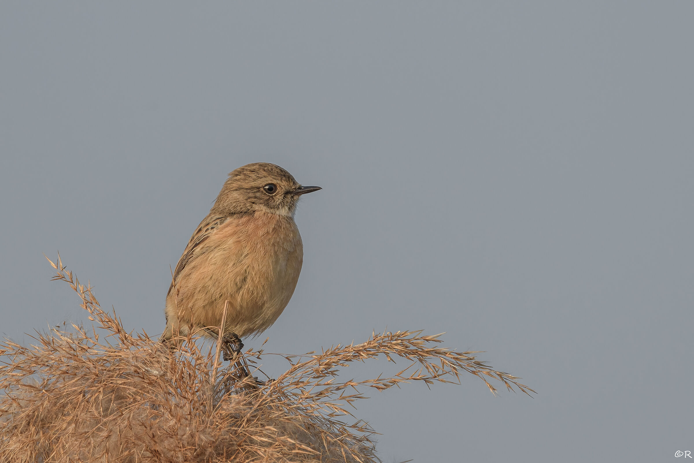 Saltimpalo (Saxicola torquatus) F