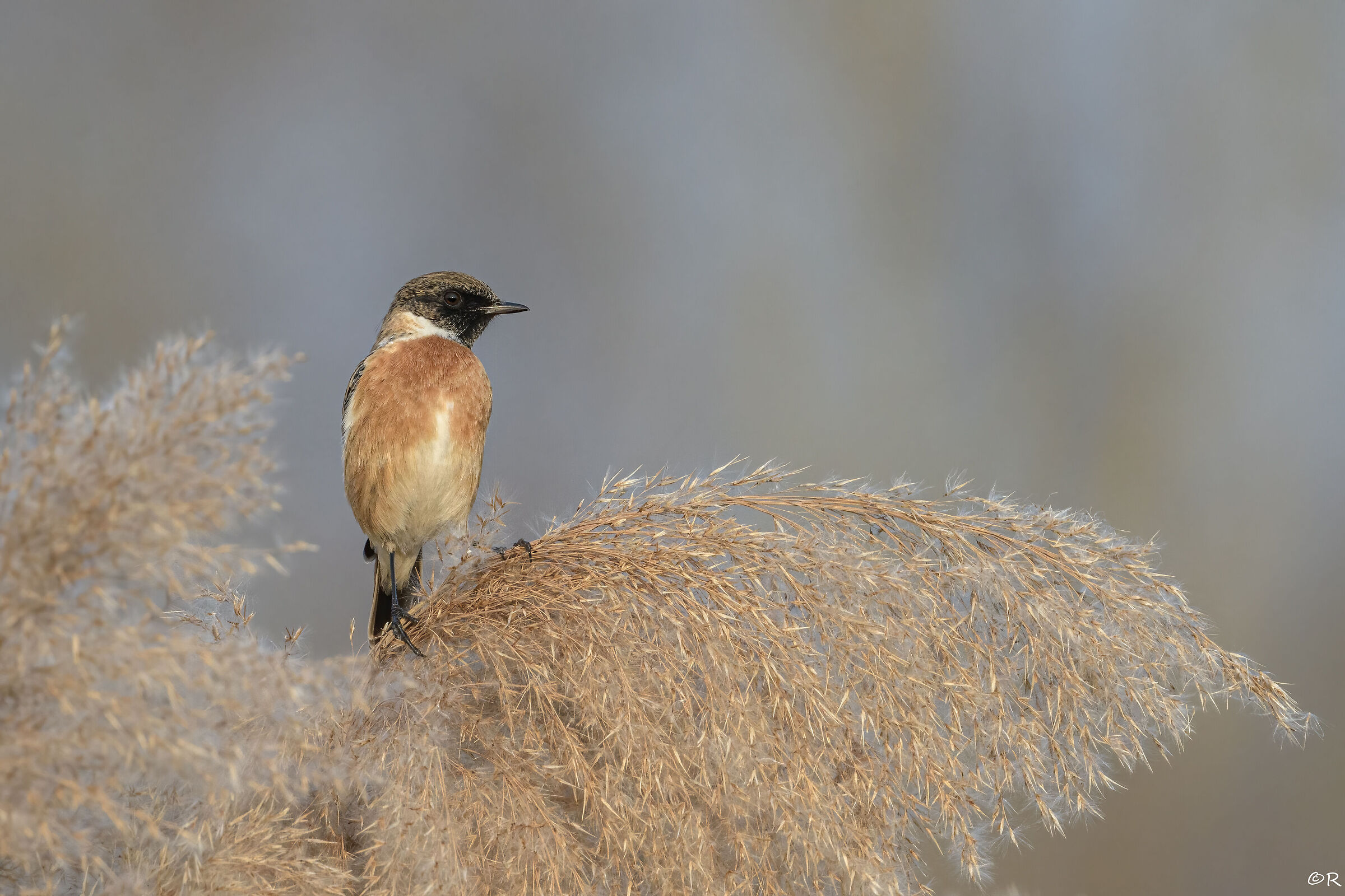 Saltimpalo (Saxicola torquatus) M