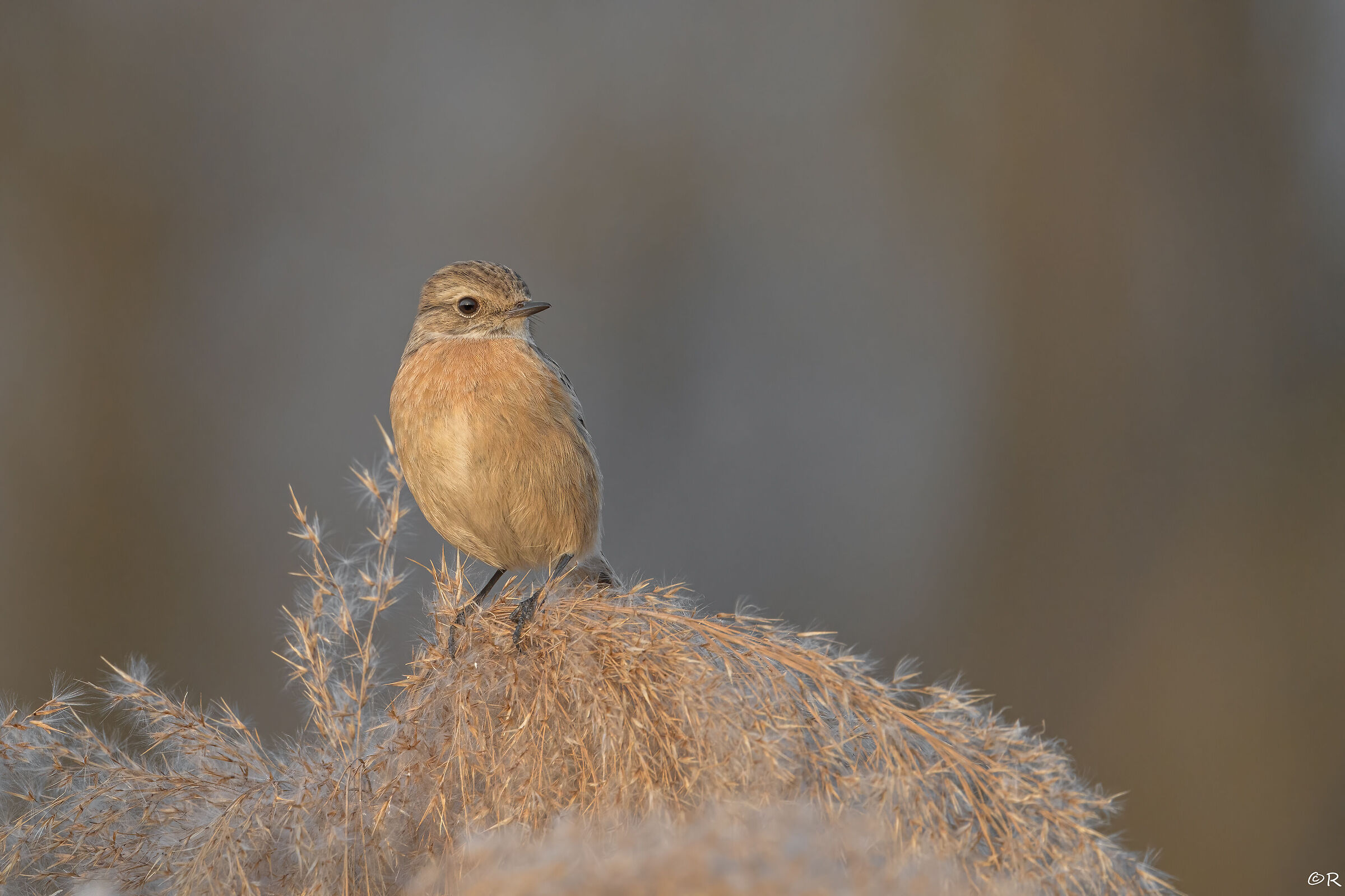 Saltimpalo (Saxicola torquatus) F