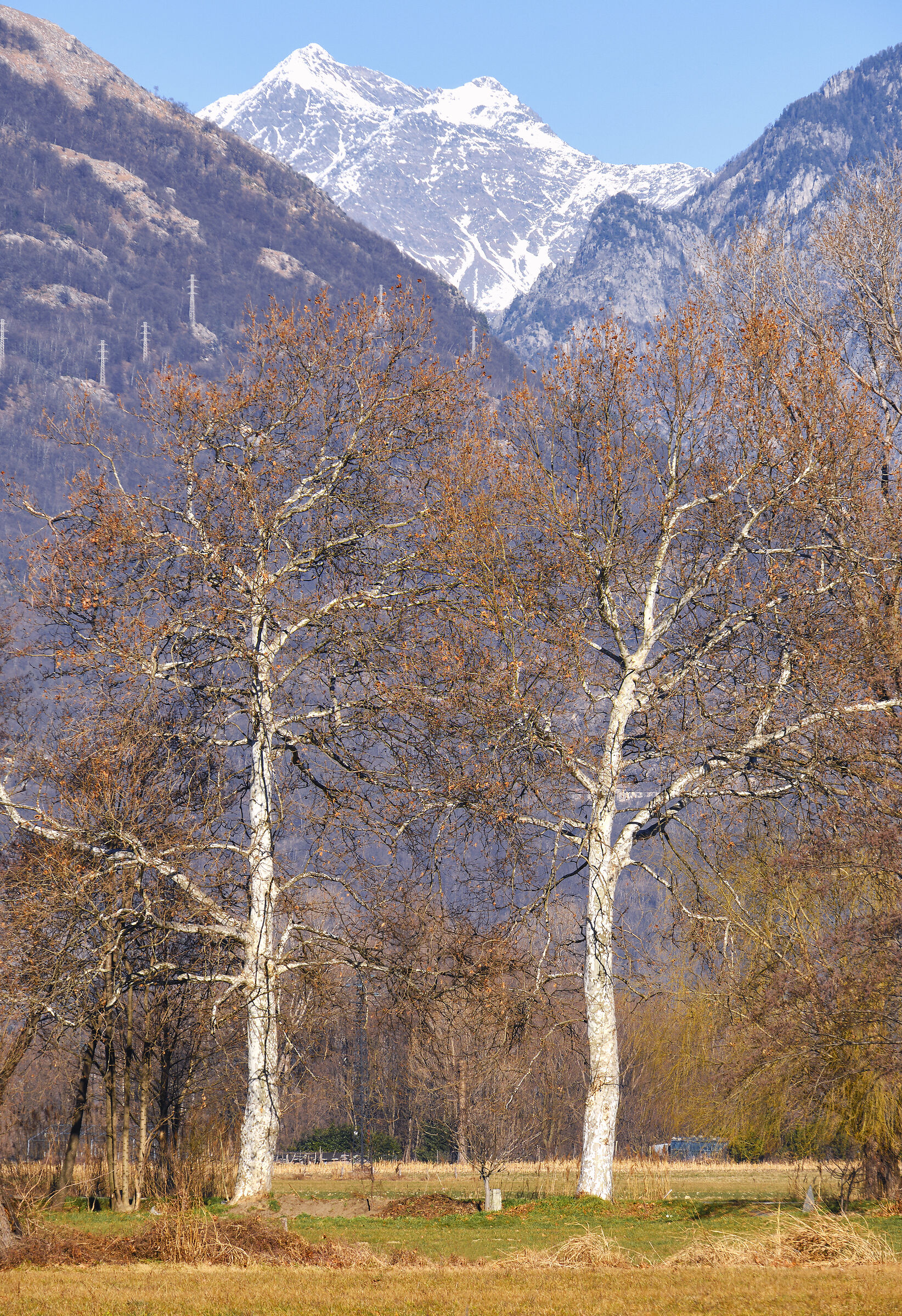 Riserva Naturale Pian di Spagna (so)