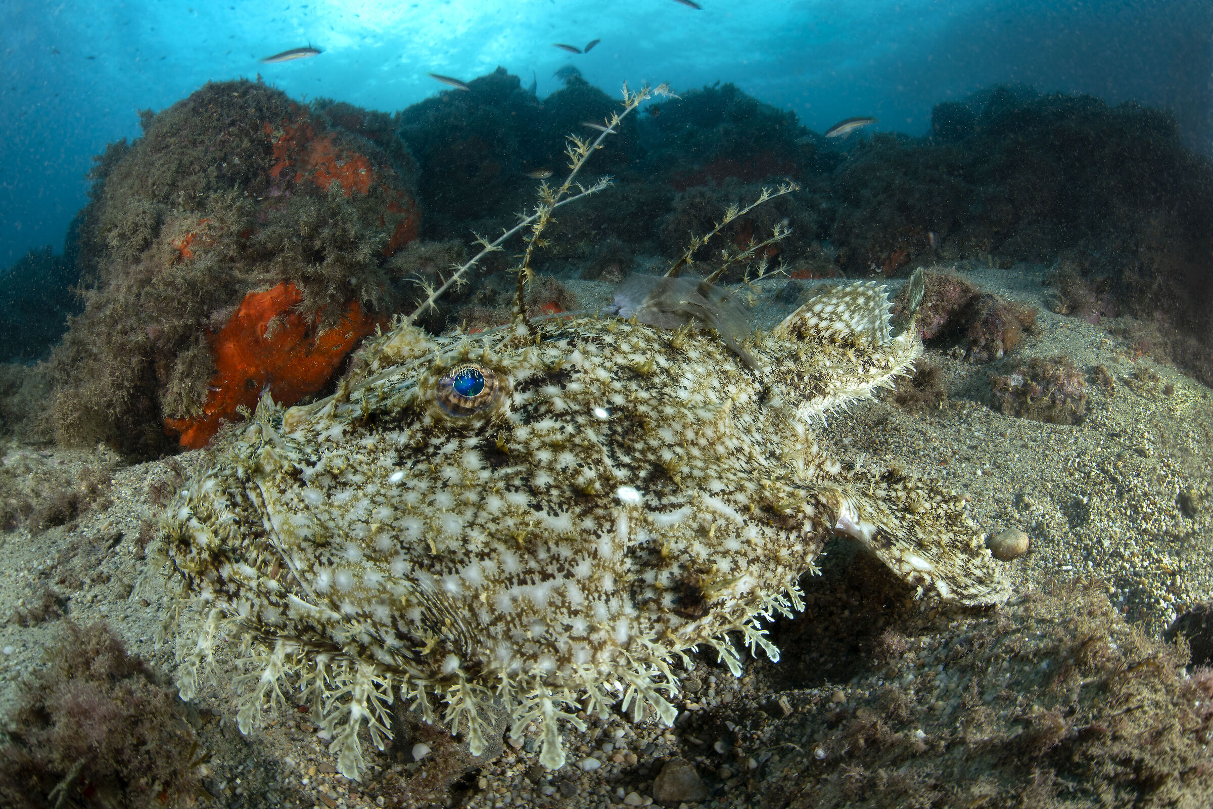 Il mimetismo della Rana pescatrice