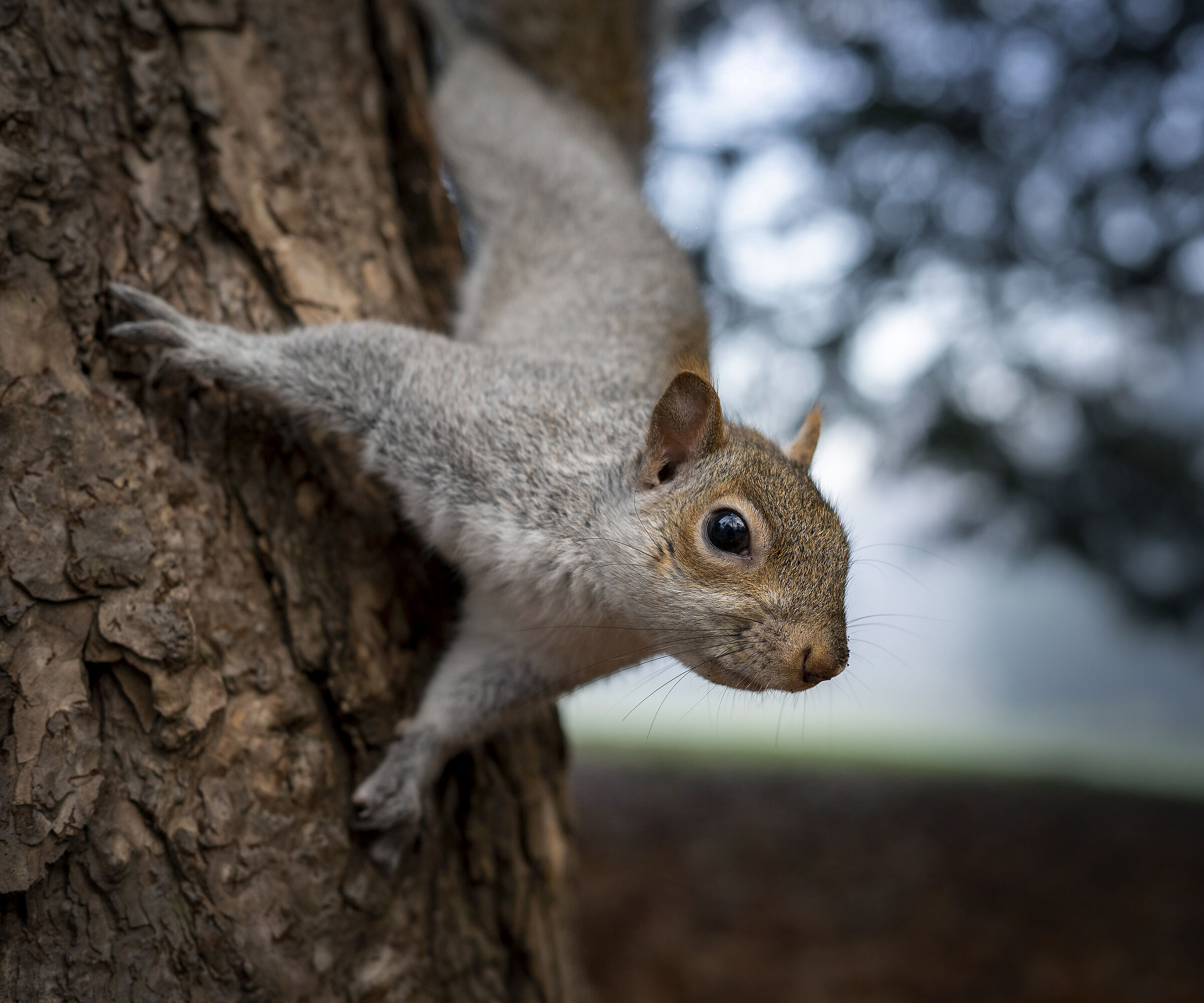 Sempre una posa nuova
