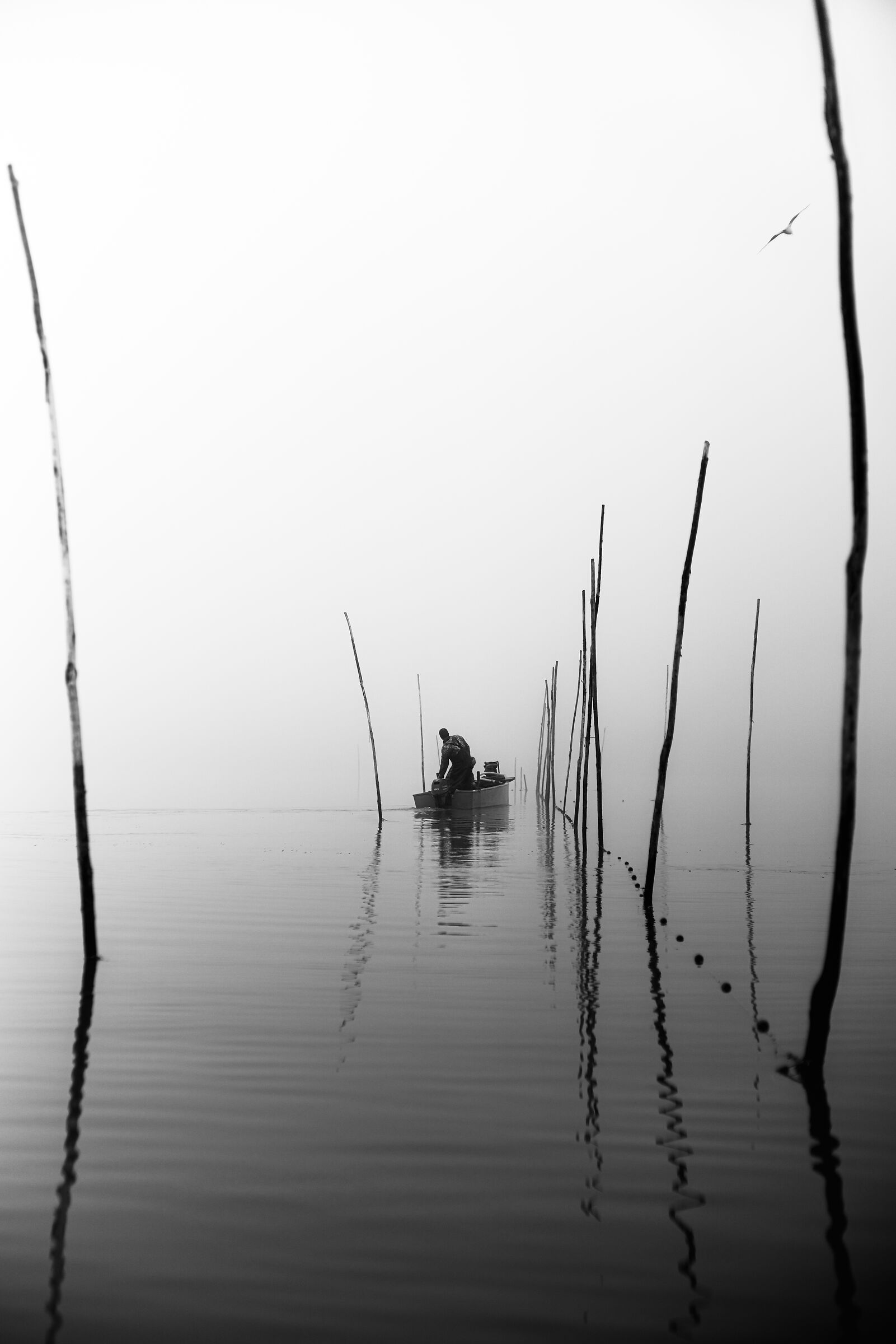 " Scie di spuma tra la nebbia "