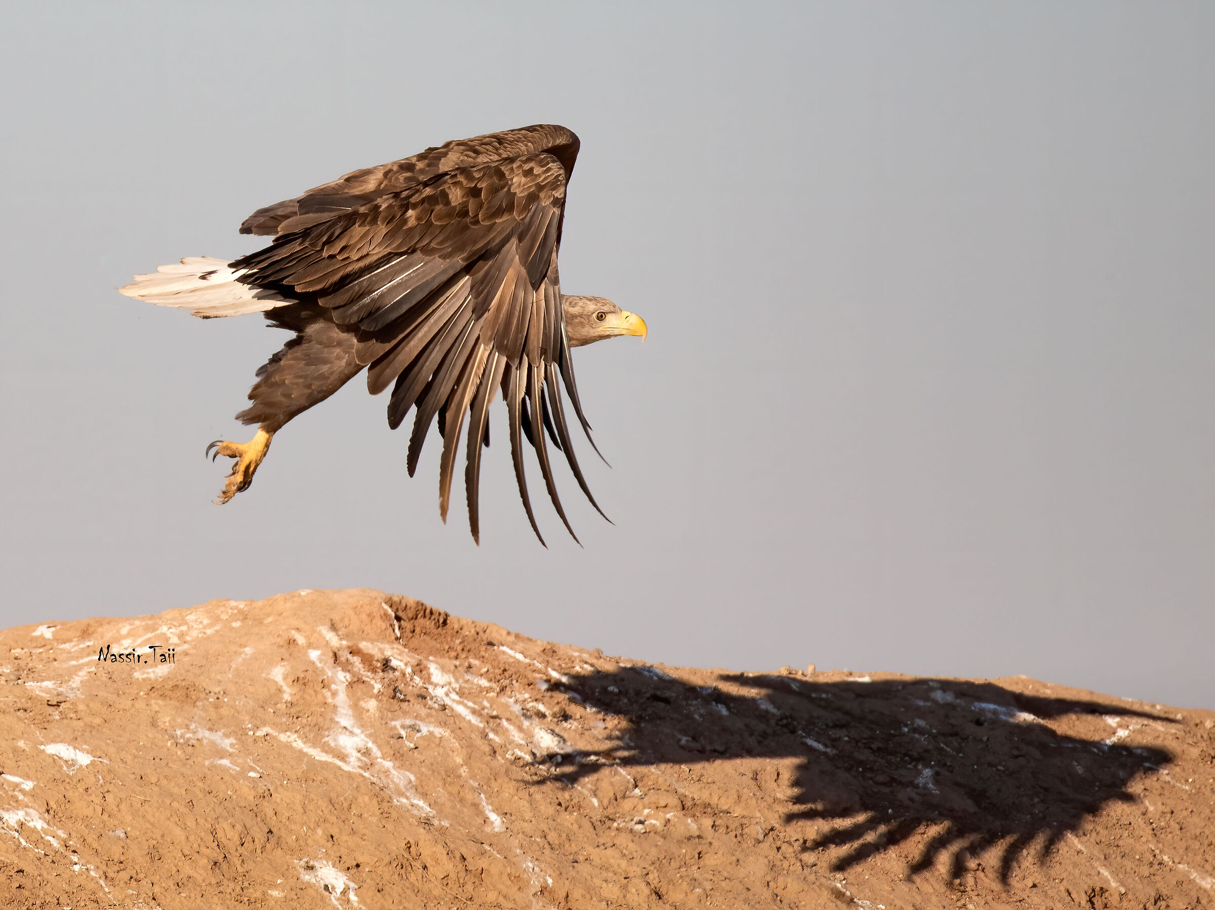 Aquila dalla coda bianca