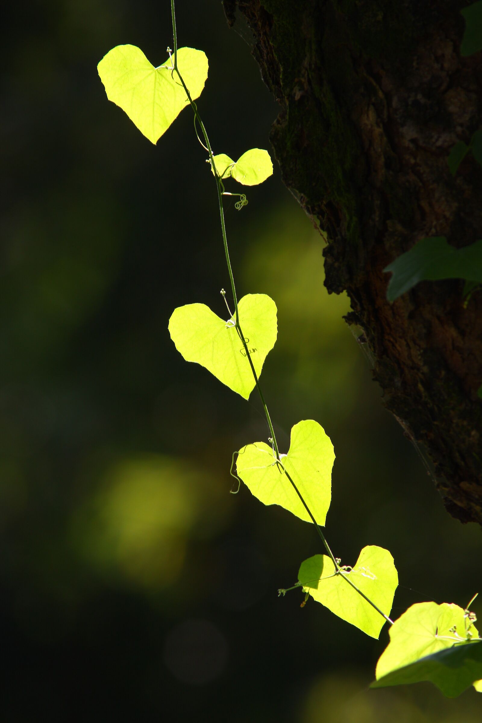 Stringa di amori verdi