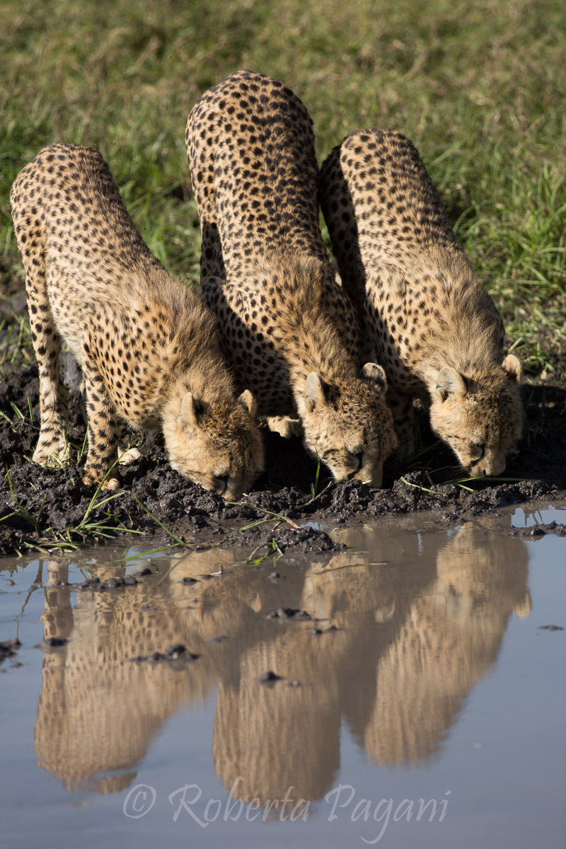 Riflesso di 3 ghepardi