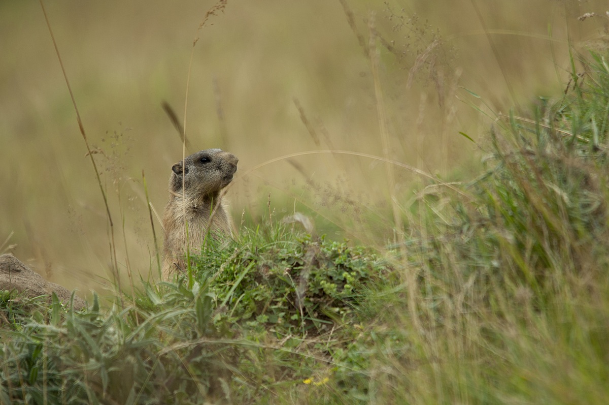 Marmotta curiosa